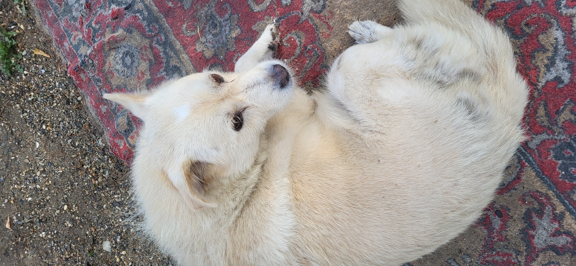 A light-colored dog is lying curled up on a red and gray patterned rug. The rug is placed on a surface of small stones and dirt. The dog has dark eyes and a dark nose. Its fur appears fluffy and is slightly discolored in places. A small white patch is visible on its forehead. The background shows more of the stony ground and some green vegetation. The image appears to be taken outdoors in daylight. No specific location in Oskemen, Kazakhstan is discernible from the image itself.