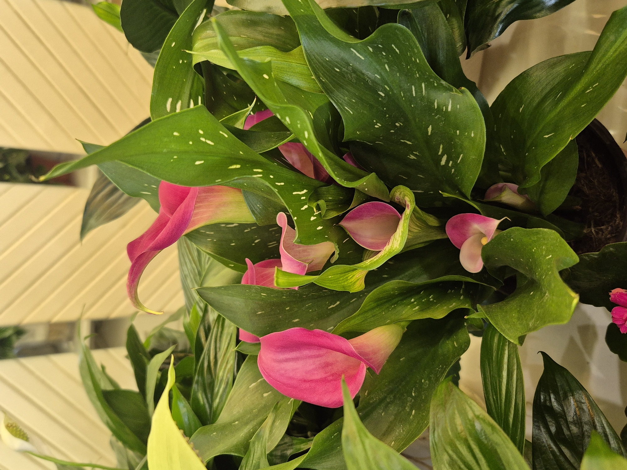 The image shows a close-up view of a potted plant with large, glossy green leaves and several pink calla lily flowers. The leaves are speckled with small white dots. The flowers are trumpet-shaped and have a gradient of pink color, becoming lighter towards the center. In the background, there is a slatted wooden structure, possibly a fence or screen, painted a pale yellow color. The lighting suggests an indoor setting, possibly a greenhouse, nursery, or home. There is no indication of the location being in Kokshetau, Kazakhstan; the scene is generic and could be anywhere.