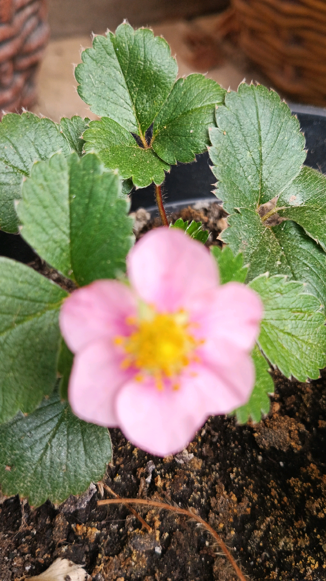 A close-up, eye-level, vertical, natural light photograph shows a pink strawberry flower in bloom. The flower is slightly out of focus, with its yellow stamen clearly visible in the center. The flower is surrounded by lush green strawberry leaves. The leaves are serrated along the edges and have a slightly fuzzy texture, with visible veins. The plant is growing in dark soil with some visible roots and dried organic matter. The background is blurred, but appears to be a natural outdoor setting. There is no indication of the specific location within Kryvyi Rih, Ukraine, other than it is an outdoor plant.