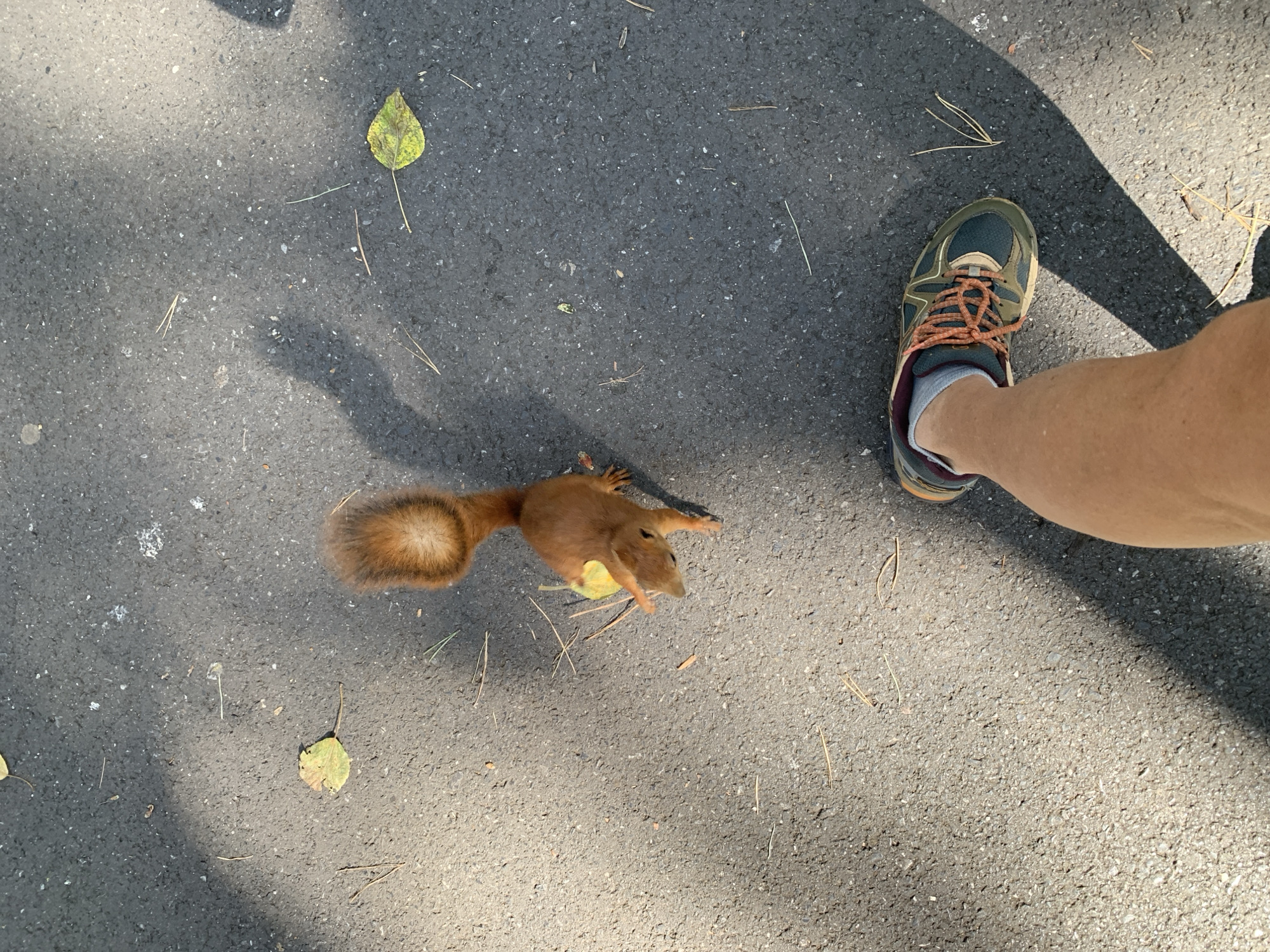 A high-angle, medium shot shows a small, reddish-brown squirrel standing on a dark asphalt surface. The squirrel is positioned in the upper-middle of the frame, facing down and slightly to the right. It has a bushy tail curled upwards. A fallen yellow leaf rests near the squirrel's front paws, and another leaf is visible in the upper-left quadrant of the image. Pine needles are scattered across the asphalt. In the lower-right corner of the frame, a person's right leg and foot are visible, wearing a green and brown athletic shoe with orange laces and a light gray sock. The leg is bare from the knee down, and tanned. The scene is illuminated by sunlight, casting a shadow from the person's leg across the asphalt. There is no specific indication of the location being Prokopyevsk, Russia.