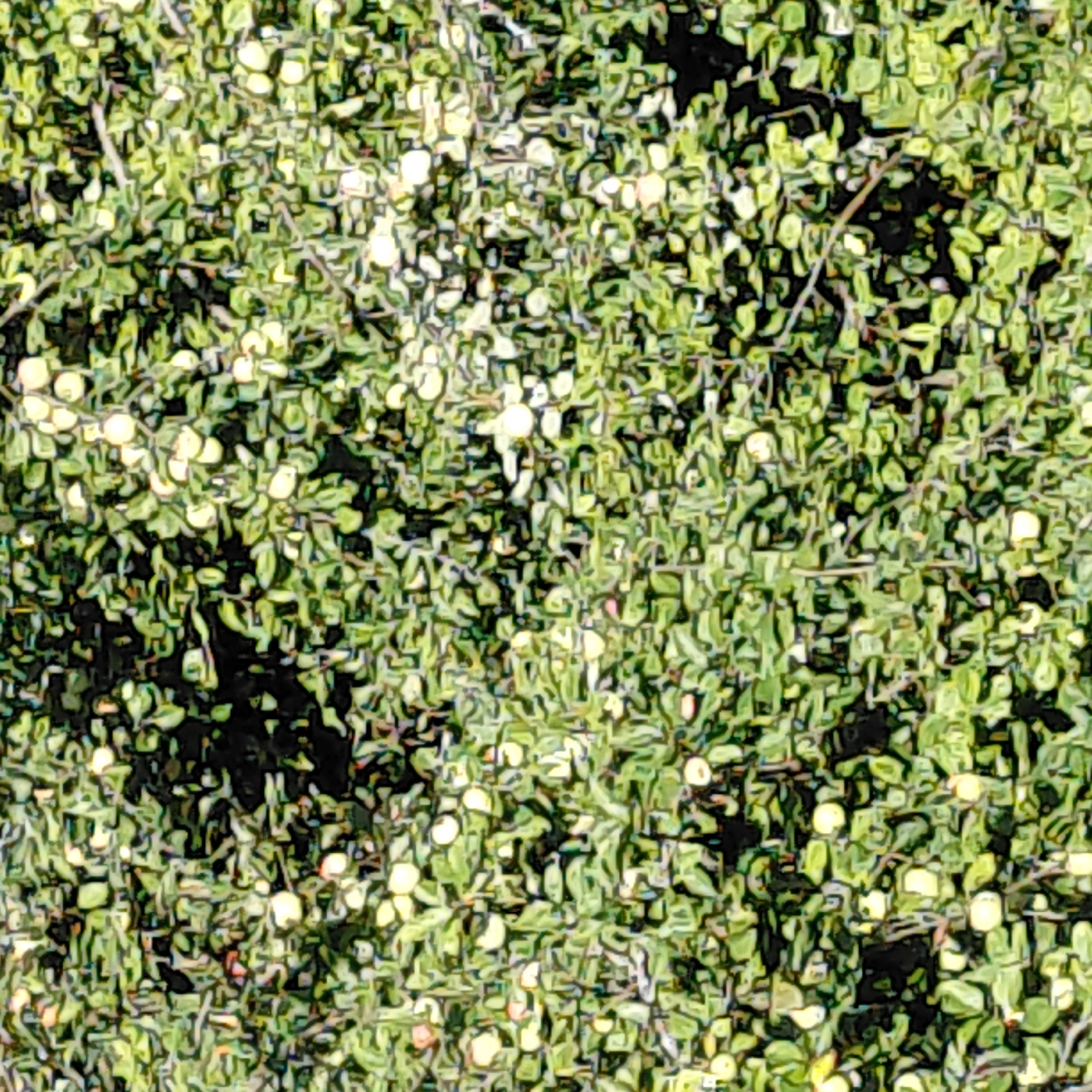 The image displays a dense, tightly packed canopy of small green leaves and a few light yellow or white circular objects, possibly berries or small fruits. The foliage is irregular in shape and texture, with dark shadows interspersed throughout, suggesting it is a natural growth, likely a bush or a tree. The background is entirely obscured by the leaves, creating a sense of depth and density. There are no discernible human subjects, actions, or specific objects beyond the plant life. The scene appears to be outdoors. The location in the city of Skuķīši, Latvia, is not visually represented or inferable from the image content itself.