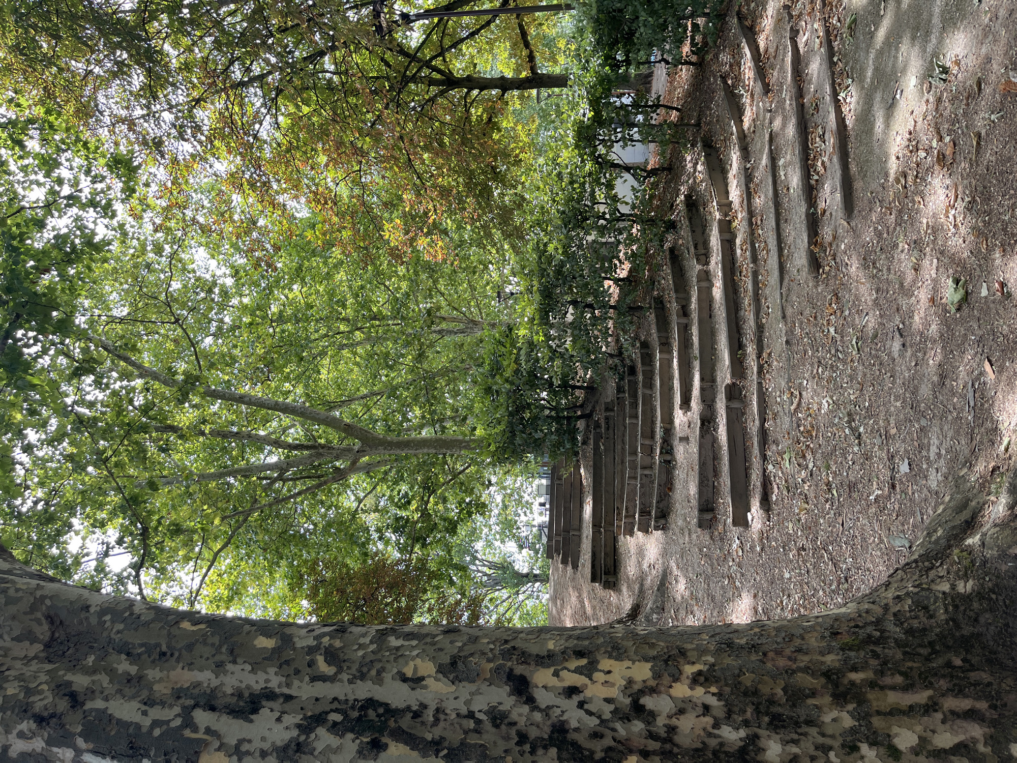 This is a photograph of an outdoor amphitheater with wooden seating carved into a hillside. The amphitheater is surrounded by trees and foliage, with a large tree trunk dominating the left foreground. The ground is covered in dirt and fallen leaves. The sky is visible through the leaves of the trees, suggesting it is daytime. The amphitheater appears to be located in a park or public garden. This amphitheater is located in Joinville-le-Pont, France, in the Parc du Roy, along the Marne River.