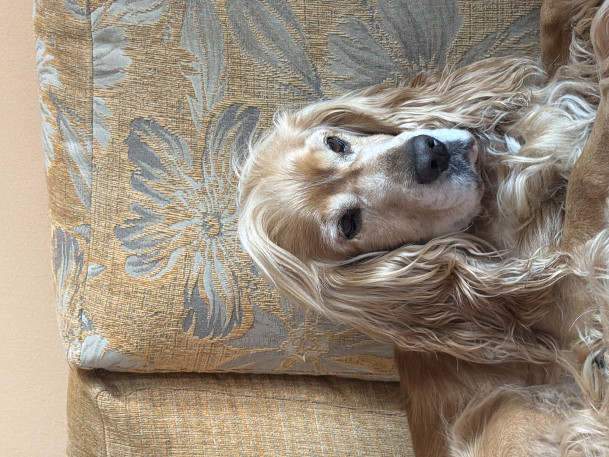 A golden cocker spaniel is lying on a floral patterned cushion. The dog has long, light golden hair, dark eyes, and a black nose with a white patch on the muzzle. The cushion features a repeating pattern of stylized floral designs in shades of gold and gray. A portion of an adjacent, matching cushion section is also visible, suggesting the dog is resting on a couch or chair. The background is a solid pale beige color. No information about the location of Plovdiv, Bulgaria is available in the image.