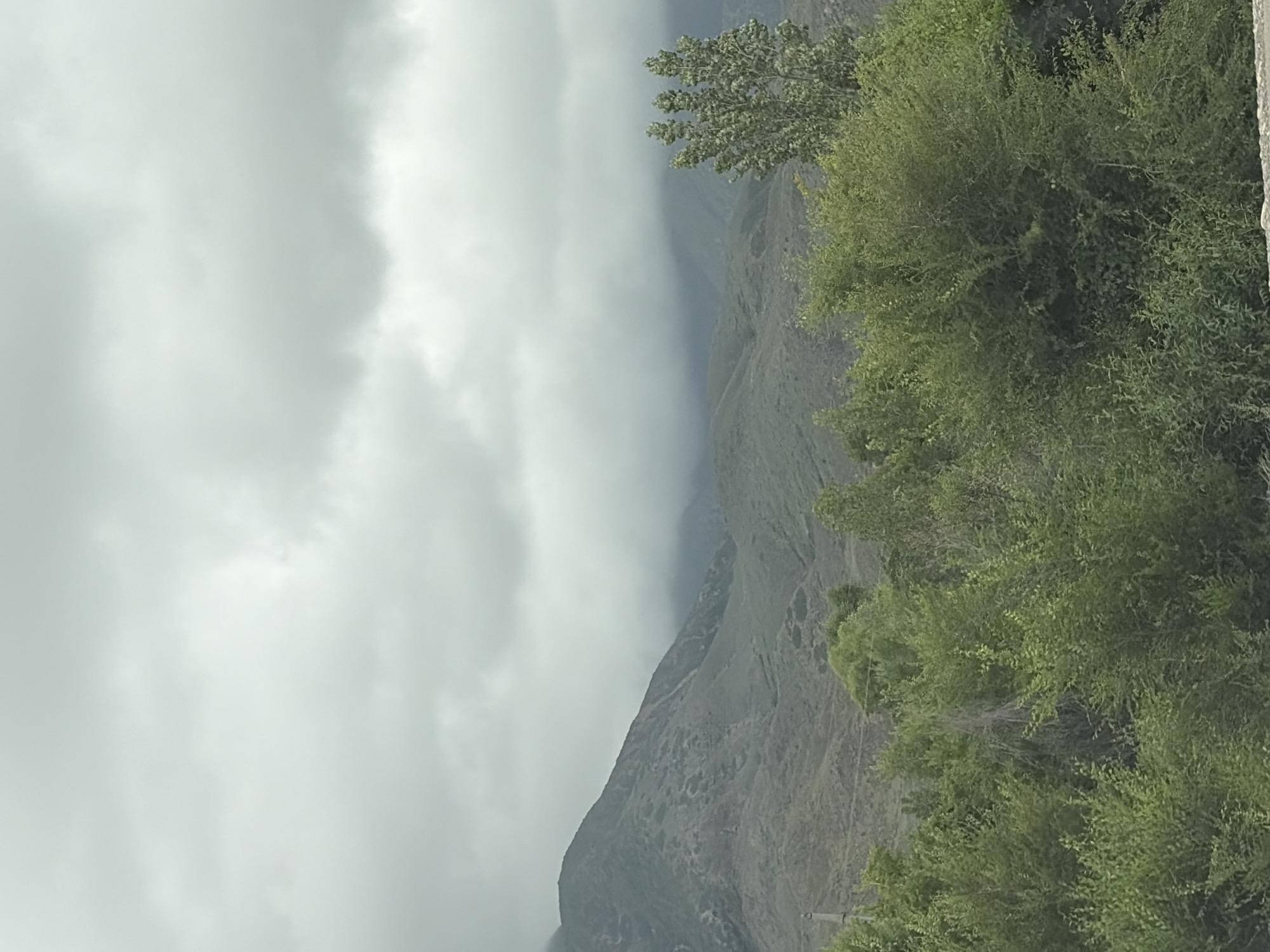 A cloudy, overcast sky looms over a mountainous landscape with lush green vegetation in the foreground. The mountains, in muted tones of gray and green, are partially obscured by mist or low-hanging clouds. The foreground is filled with dense foliage, including trees and shrubs, with a single tall tree with multiple branches standing out on the right. The overall impression is one of a natural, somewhat wild environment under a somber sky.