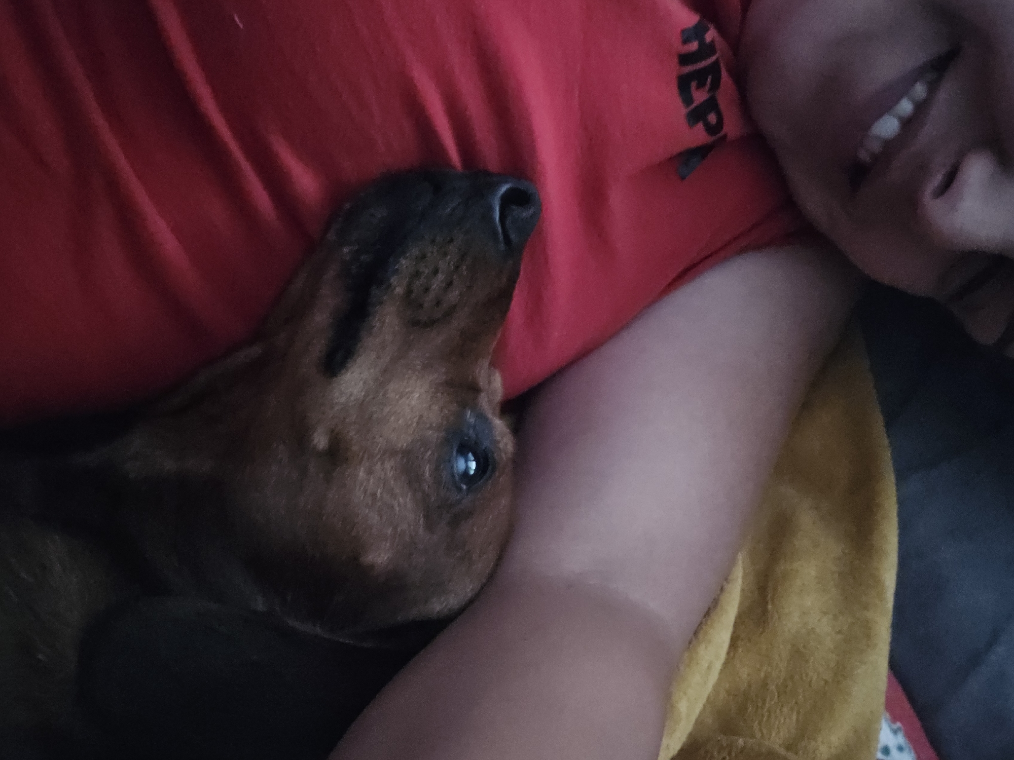 An overhead shot captures a person and their dachshund dog in a close, relaxed embrace. The person, with a portion of their face visible on the left, smiles with teeth showing. They wear a red t-shirt with the word "HEP" visible in black lettering. The dachshund, a rich brown color, rests its head on the person's chest and arm, its dark nose and a portion of its eye visible. The dog's head is positioned towards the lower right of the frame. Behind them, a warm, yellow blanket provides a soft backdrop. The lighting suggests an indoor setting, possibly a bedroom or living room. The specific location of Golyanovtsi, Bulgaria is not determinable from the visual information present in the image.