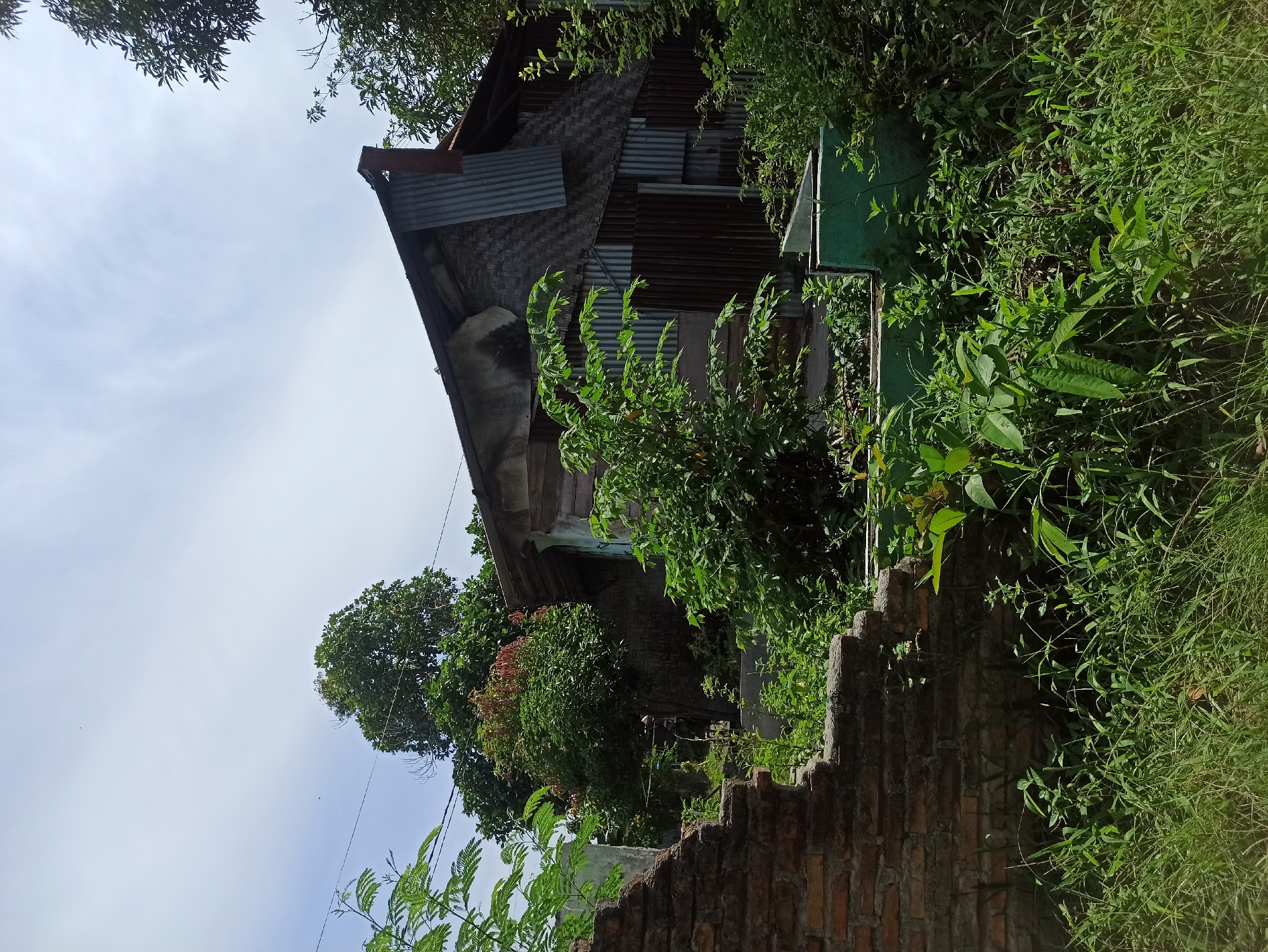 The image depicts a dilapidated structure, likely a house, in a state of disrepair, surrounded by overgrown vegetation. The building's walls are constructed from a combination of materials, including corrugated metal sheets and what appears to be woven bamboo or straw. The roof is also made of corrugated metal, some sections of which are rusted. A broken brick wall is visible in the foreground on the left, also partially covered by greenery. Lush green plants and tall grass dominate the scene, suggesting a neglected or abandoned area. The sky is partly cloudy. The overall impression is one of an unkempt and weathered dwelling in a tropical or subtropical environment. The scene is consistent with rural or semi-urban areas of the City of Medan, Indonesia, where such structures and overgrowth are common.