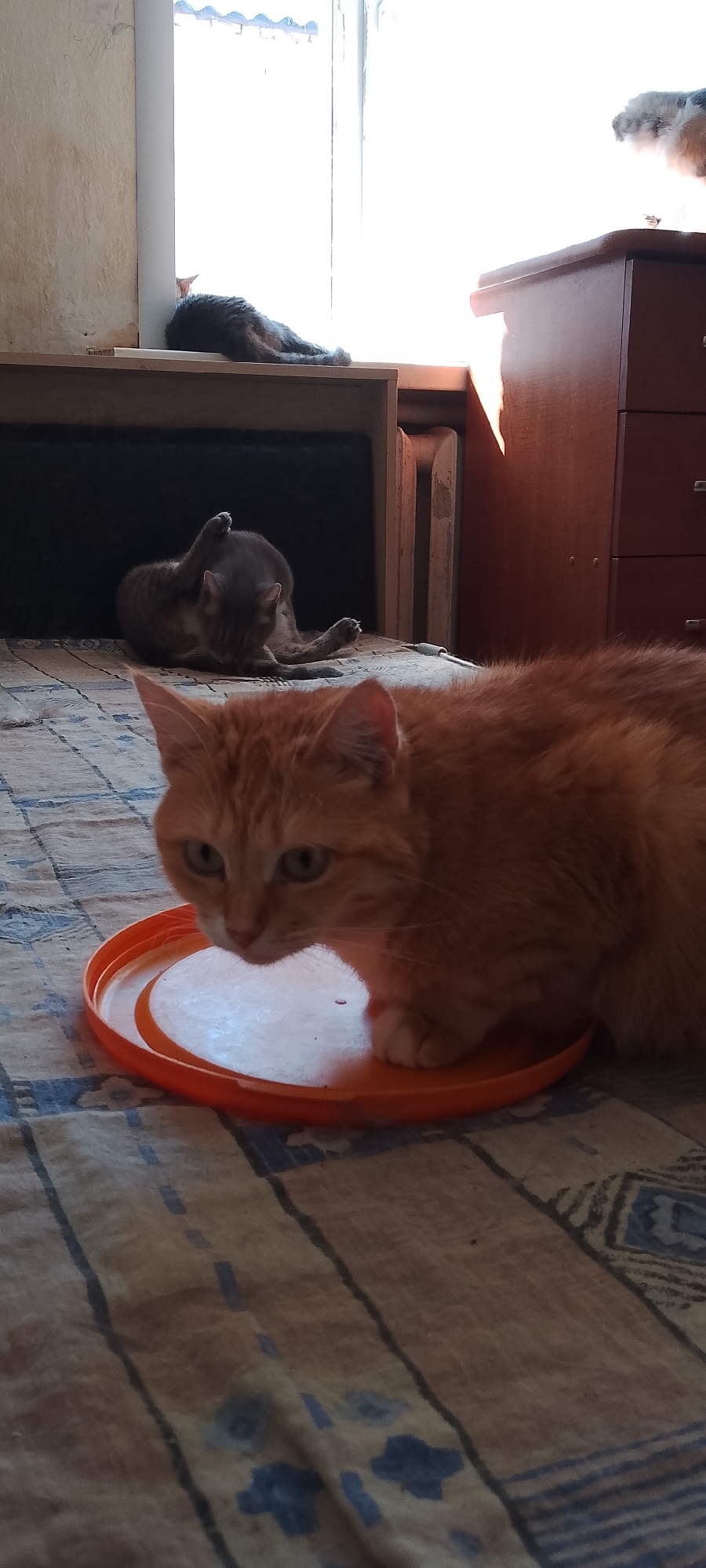 The image depicts an indoor scene with at least three cats and a wooden dresser. In the foreground, an orange tabby cat is positioned over an orange plastic lid on a patterned blanket. Behind it, a grey tabby cat is grooming itself. In the background, another grey tabby cat is lying down near a window. The scene appears to be in an apartment in Belgorod, Russia, suggested by the presence of a radiator and the overall domestic setting. The lighting suggests it is daytime, with sunlight streaming through the window, creating shadows.