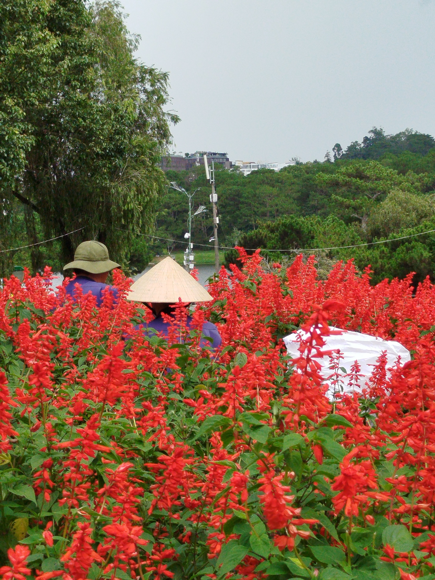 Two individuals wearing traditional Vietnamese conical hats and working clothes are positioned within a vibrant field of red flowers. One individual wears a green hat, while the other wears a straw-colored conical hat. A white object is visible amidst the flowers. The background features trees, buildings, and power lines, indicating an urban setting. The scene is likely in Da Lat, Vietnam, a location known for its gardens and cooler climate.