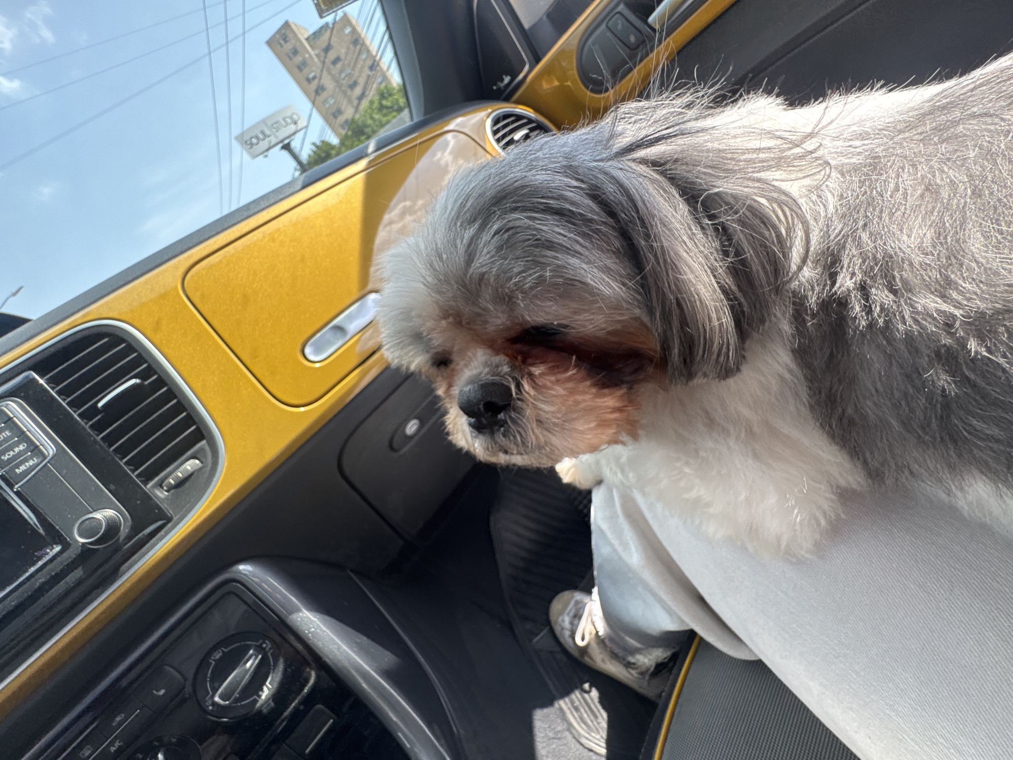 The image captures a serene moment inside a car, likely a Volkswagen Beetle due to its distinctive bright yellow-gold dashboard panel and interior design elements. A small, fluffy dog, possibly a Shih Tzu, with a mix of grey, white, and some brown fur, is the central subject, resting comfortably on a person's leg. The dog's face is visible, with its eyes appearing closed or looking downwards, suggesting it is calm or sleeping.
The scene is set during bright daylight, indicated by the clear blue sky visible through the windshield. Sunlight illuminates parts of the dog's fur and the car's interior. In the background, beyond the windshield, a tall building can be seen, and a billboard sign prominently displays the text "SOUL STUDIO." The car's dashboard features a central console with various controls, including an audio system with buttons labeled "RADIO," "MEDIA," "PHONE," "SETUP," "SOUND," and "MENU," along with climate control dials and an "A/C" button. The "Fender" logo is visible on the dashboard, indicating a premium audio system. A light-colored shoe, likely a sneaker, belonging to the person holding the dog, is visible on the car's floor. The overall impression is one of a relaxed journey or stop, in an urban or suburban setting like Puebla, Mexico.