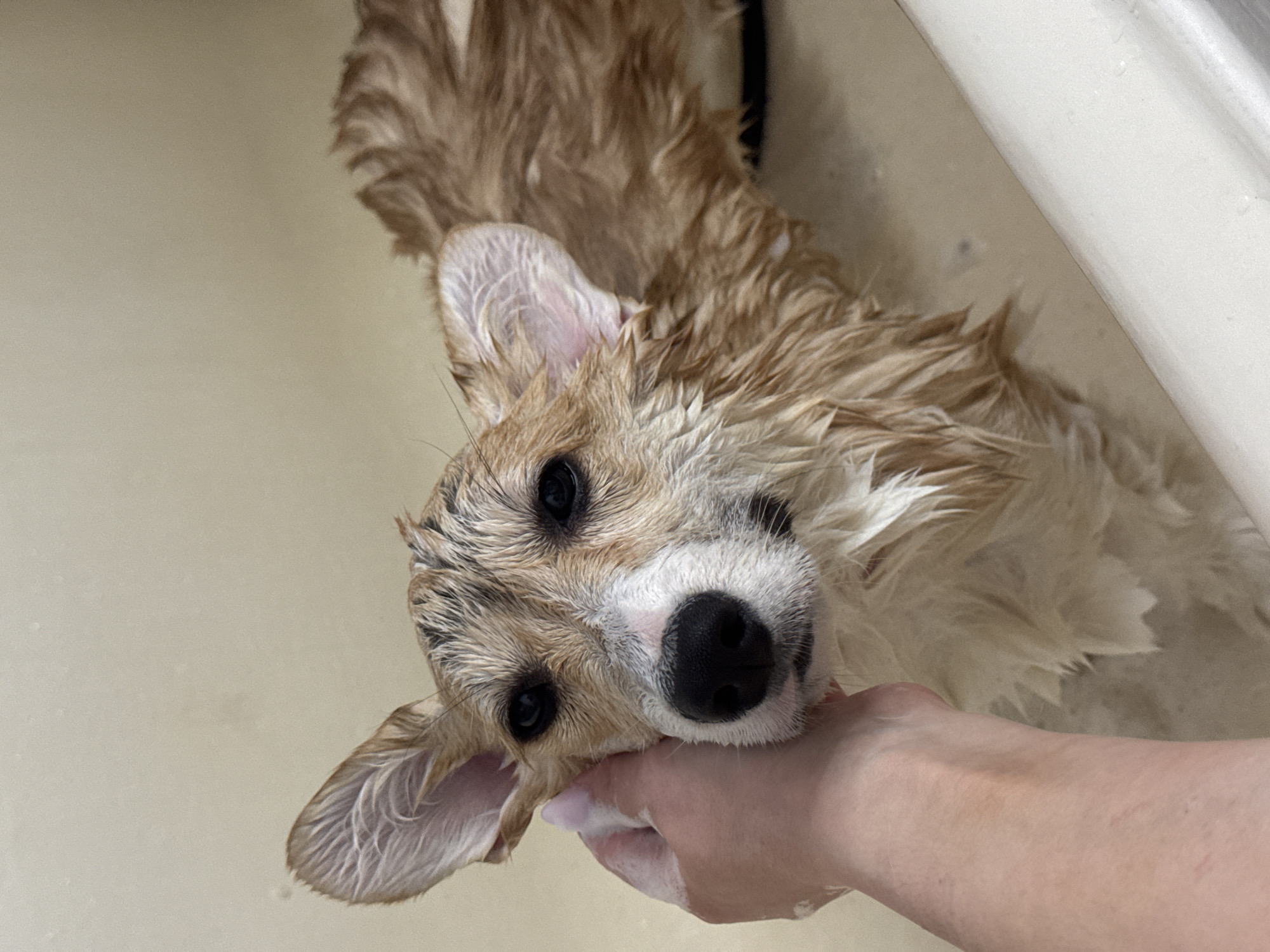 A wet corgi is being bathed in a bathtub. A person's hand is using soap to wash the dog's face. The dog is looking at the camera.
Location: Unknown, outside of Russia.