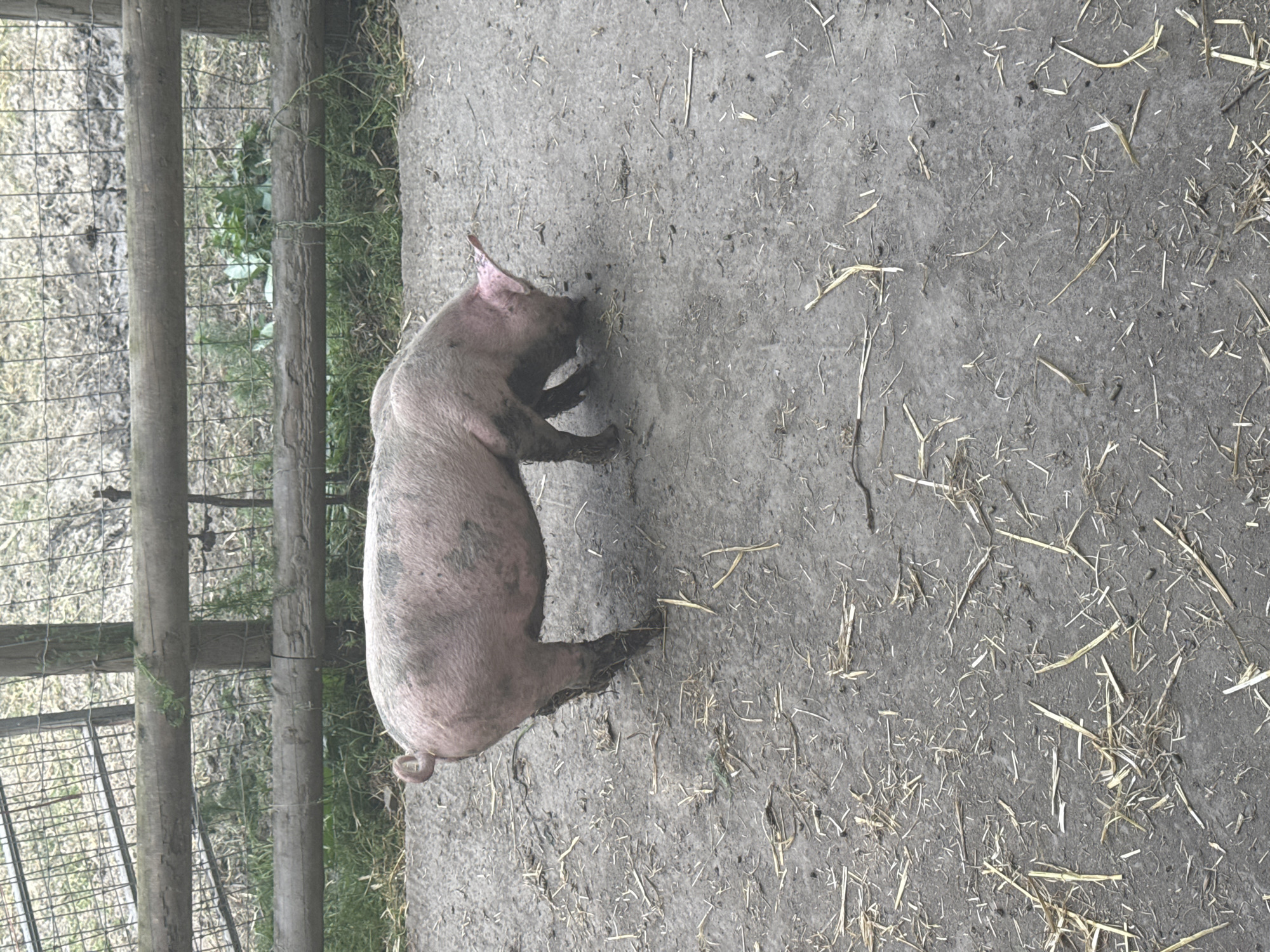 A pig stands in a muddy pen with hay scattered on the ground. A wooden fence with wire mesh is visible to the left of the pig. The location is not specified and cannot be determined from the image.
