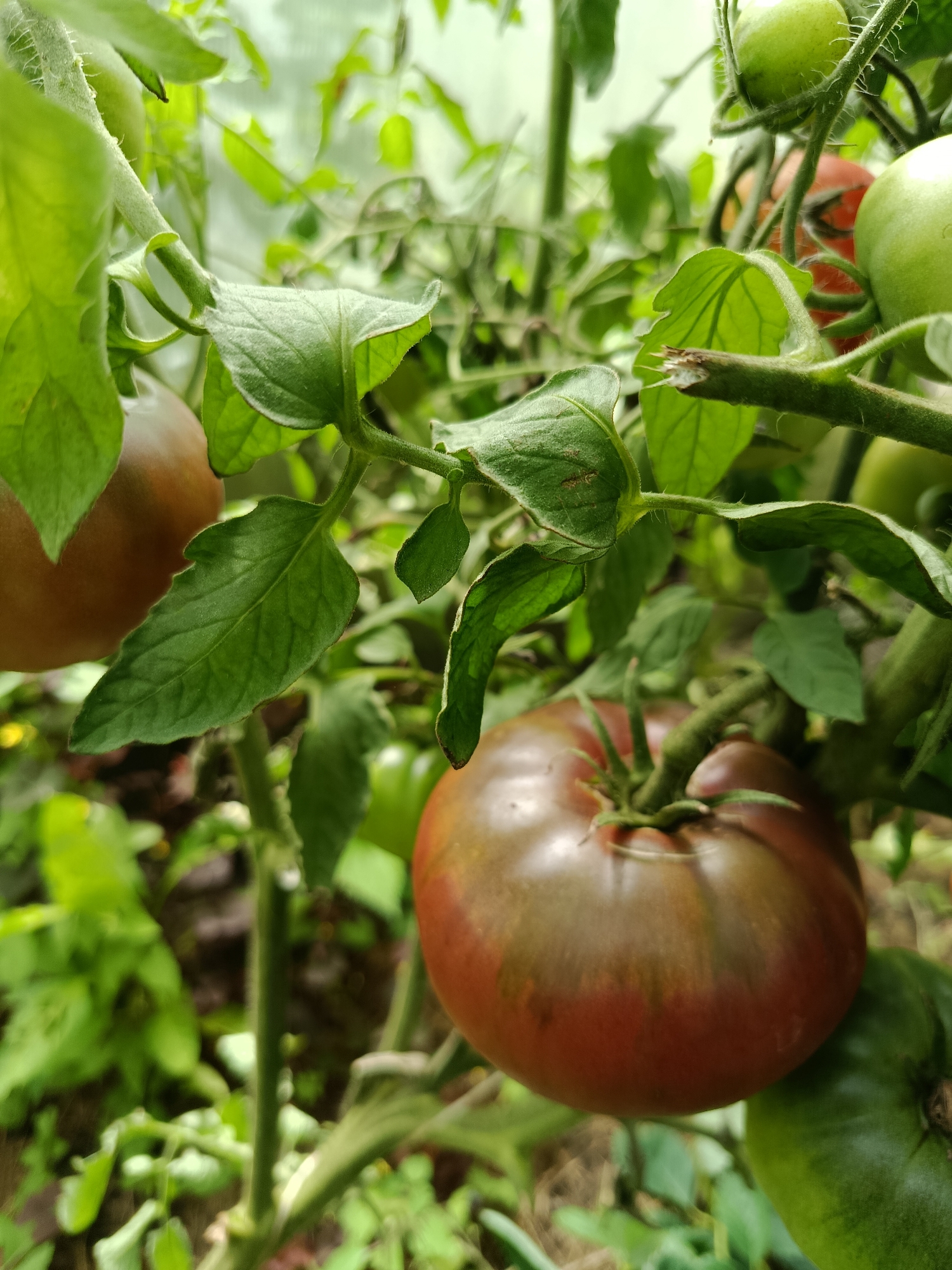 A close-up, eye-level shot captures a ripening tomato plant in a greenhouse. The foreground features a large, dark red and brown heirloom tomato, with green streaks visible on its surface. The tomato is attached to a thick, fuzzy green stem, surrounded by large, serrated green leaves. In the background, out of focus, are more green tomatoes and the structure of the greenhouse, suggesting an agricultural setting. The image was taken in Vareya, Russia.