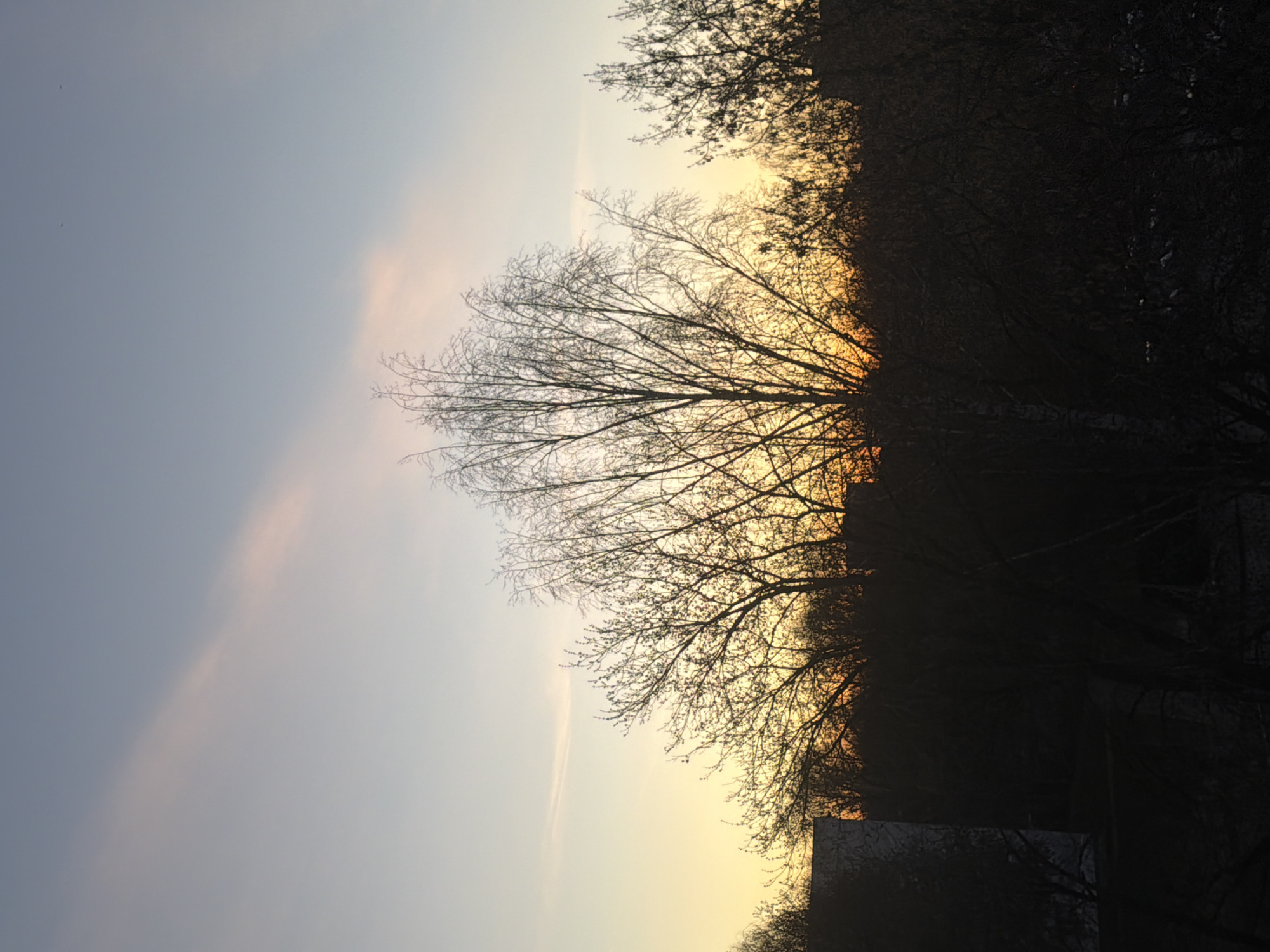 The image depicts a dusk or dawn scene in Naberezhnye Chelny, Russia. Dominating the right side of the frame are silhouettes of trees with bare branches against a gradient sky. The sky transitions from a light blue on the left to a warmer, orange-yellow hue near the center, suggesting the presence of the rising or setting sun. The lighting illuminates the edges of the branches, creating a halo effect. The foreground is dark, obscuring finer details of the trees and other elements, but glimpses of what might be a building can be seen at the bottom. The image is oriented vertically.