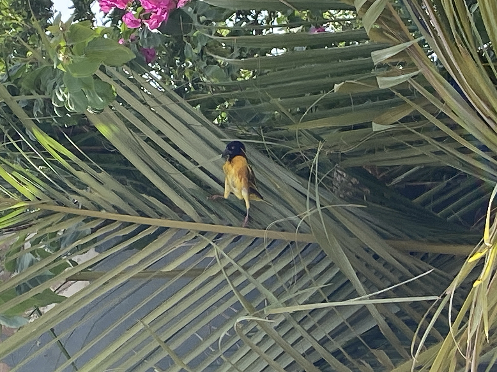 A vibrant yellow bird with a distinct black head is perched amidst dense green and dried palm fronds. The bird, likely a species of weaver, is facing slightly left, its dark eye visible against its black facial mask. Its bright yellow plumage stands out against the intricate backdrop of surrounding foliage.
The scene is dominated by numerous overlapping palm fronds, creating a rich, textured environment. Some fronds appear fresh and green, while others display a drier, lighter green or brownish hue, indicating a mixture of growth stages or potentially fronds arranged in a natural, woven structure. Above and to the upper left of the bird, clusters of bright pink flowers, characteristic of bougainvillea, add a splash of color to the otherwise verdant canopy, interspersed with other green leaves.
The image depicts an outdoor, natural setting, consistent with a tropical or subtropical landscape found in Barakin Akawo, Nigeria. The lighting suggests it is daytime, with sunlight filtering through the dense foliage, creating areas of brightness and dappled shadows. No human subjects or visible text are present. The layered palm fronds provide a detailed and natural habitat for the bird.
