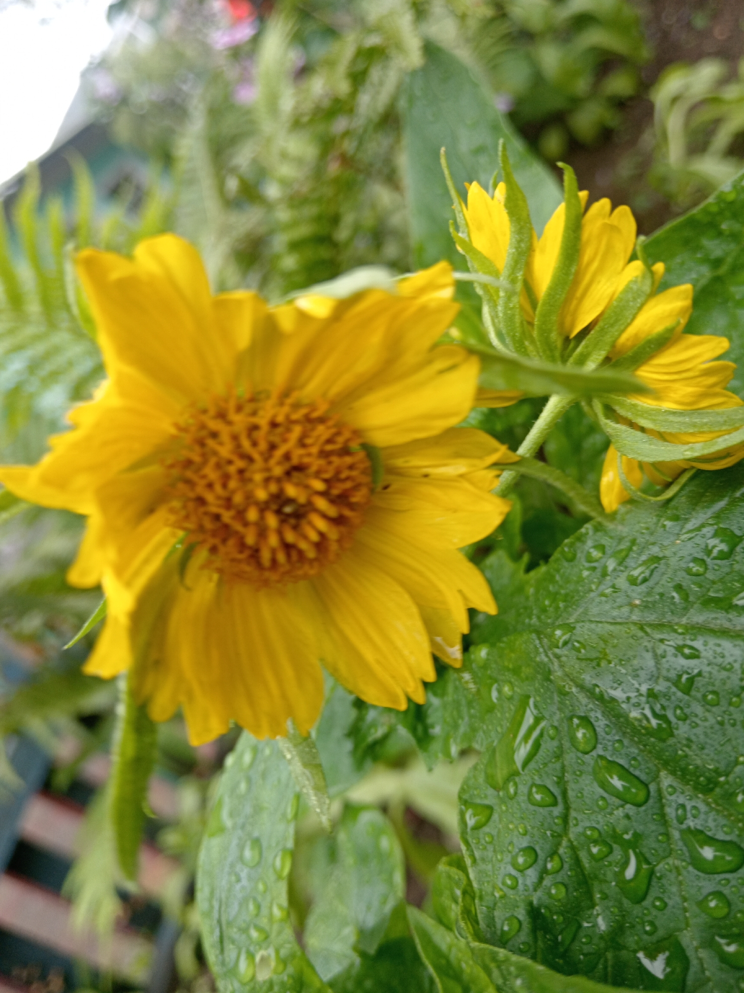 A close-up, eye-level shot captures two yellow flowers, possibly sunflowers or similar daisy-like blooms, in a garden setting. The flower in the foreground is fully open, revealing its textured, dark brown center surrounded by vibrant yellow petals. To its right, a second flower is partially open, its petals still unfurling. The leaves are a deep green, and many are speckled with water droplets, indicating recent rain. The background is softly blurred, with hints of more greenery and possibly other colorful flowers, suggesting a cultivated garden. The overall impression is one of natural beauty and freshness. The image's location in Belogorsk, Russia, implies a temperate climate where such flowers would flourish, likely during the warmer months.