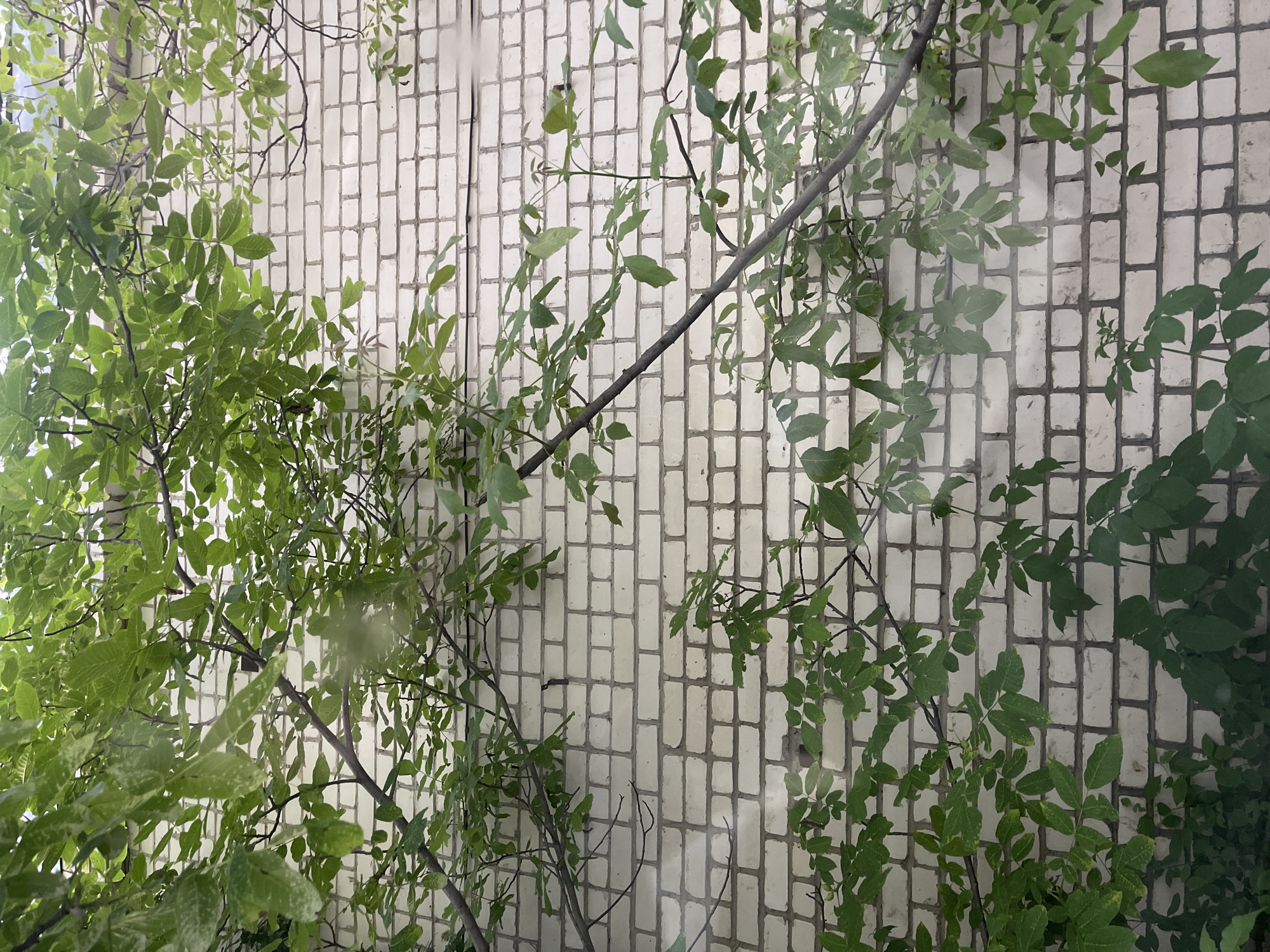 The image depicts a close-up view of a white brick wall with branches and green leaves from a tree in the foreground, partially obscuring the wall. The bricks are laid in a stretcher bond pattern. The leaves are vibrant green and appear to be from a deciduous tree. The lighting suggests it is daytime. The scene is likely an outdoor environment in Stavropol, Russia, given the context. There are no people or animals visible in the image, and no specific actions or interactions are depicted.