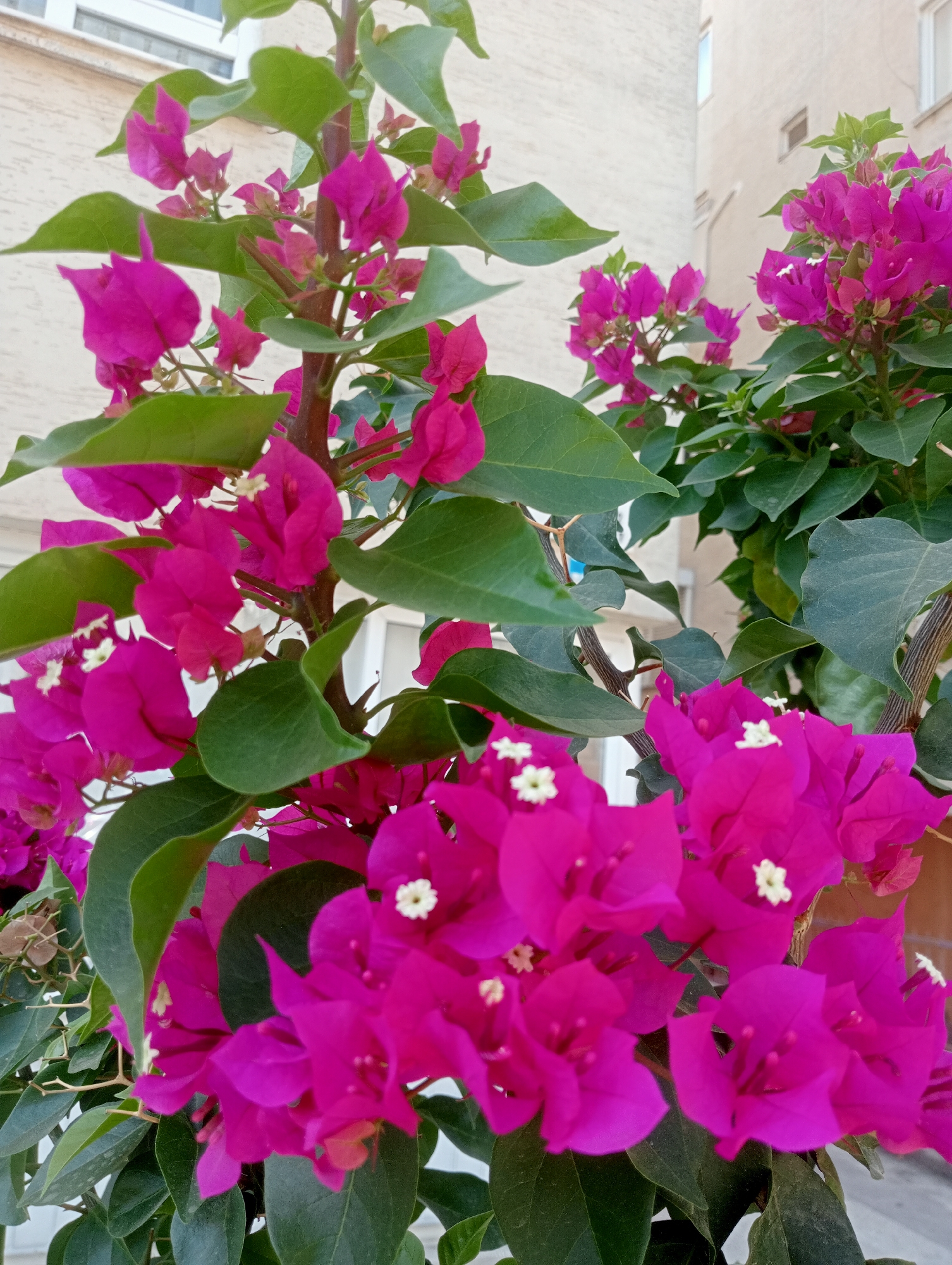 The image shows a close-up of vibrant pink bougainvillea flowers in bloom. The flowers have delicate, paper-like petals and small, white centers. Lush green leaves surround the blossoms, creating a rich contrast of colors. The branches of the plant are visible, some with a reddish-brown hue. In the background, blurred buildings with cream-colored walls and windows suggest an urban setting. The overall impression is of a beautiful, flourishing plant in a bright, outdoor environment. The context of Antalya, Turkey, is not directly discernible from the visual elements alone but could be inferred from external information or metadata associated with the image.