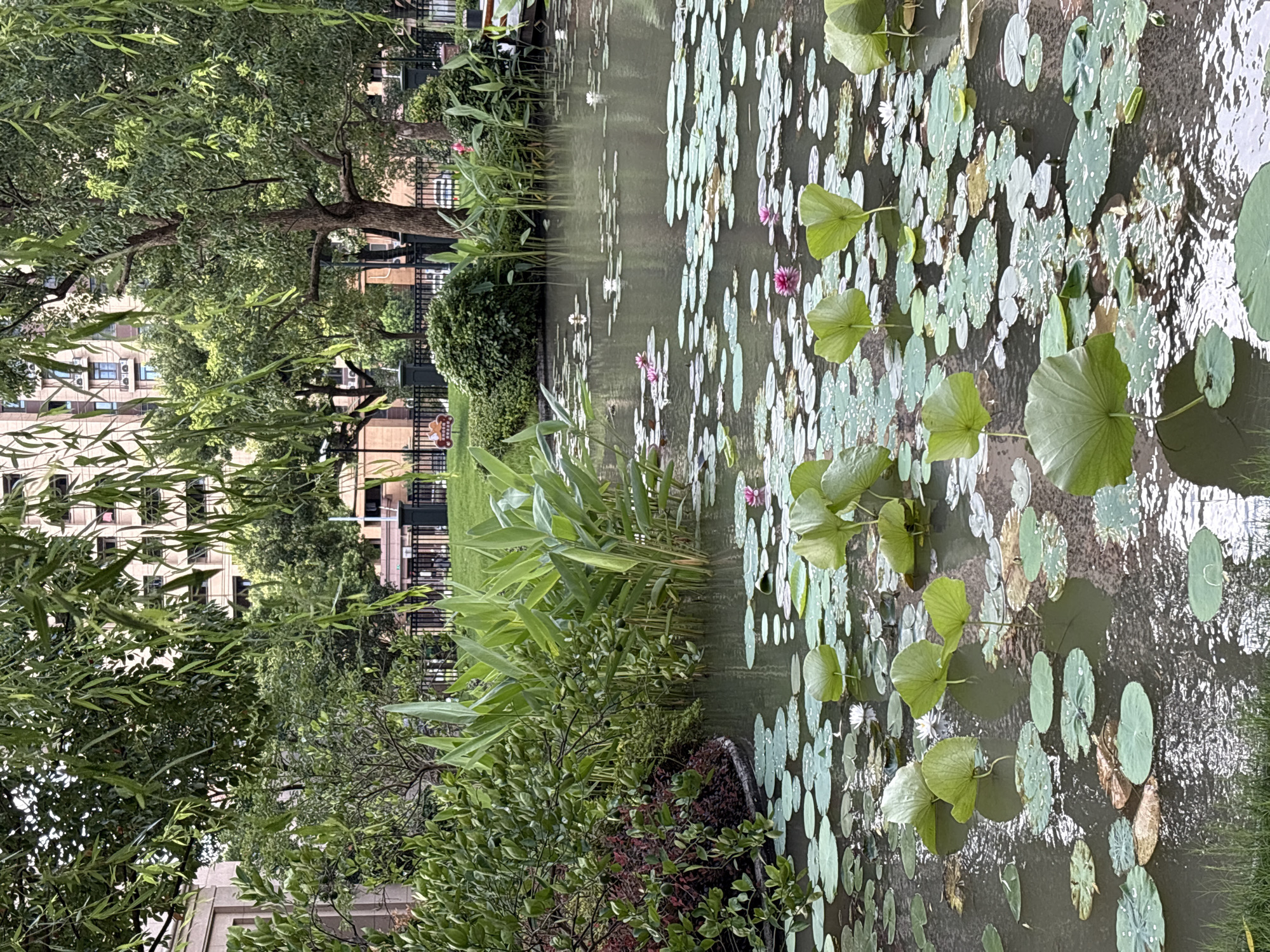 This image depicts a serene pond filled with lily pads and a few blooming water lilies in the city of Minhang District, China. The pond is situated in a park-like setting, with lush green trees and foliage surrounding it. In the background, a modern building with multiple floors can be seen. The water in the pond is calm, reflecting the surrounding greenery and the sky. The lily pads are of various sizes and shades of green, with some showing dew drops. The water lilies are white and pink, adding splashes of color to the scene. The overall atmosphere is peaceful and tranquil.