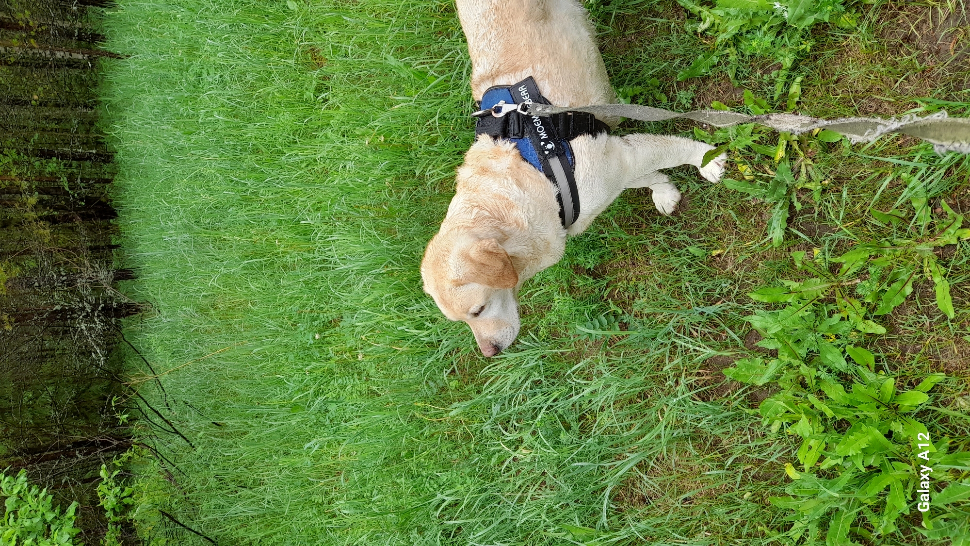 A tan labrador retriever wearing a blue and black harness with "MOEM BEER" printed on it lies in a grassy area. A frayed leash is attached to the harness. The grass appears untamed, with some taller weeds present. A forest or heavily wooded area is visible in the background. The image includes a "Galaxy A12" watermark in the lower right corner. The location is Марковский, Russia.