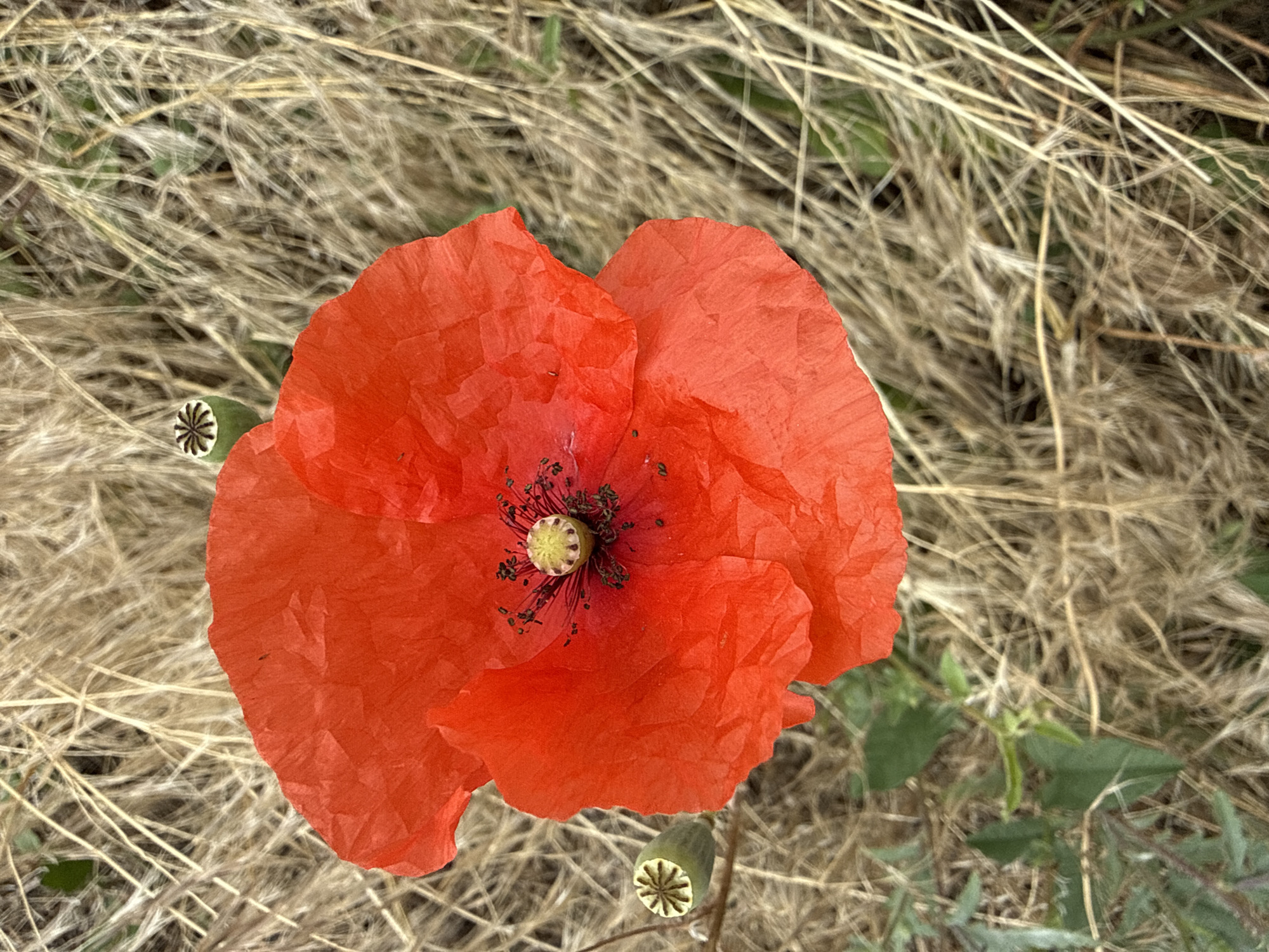 An extreme close-up, top-down shot of a vibrant red poppy flower in a field of dry, straw-like grass. The poppy has delicate, crinkled petals and a dark center with visible stamens. Two small, green seed pods with star-shaped tops are also visible, one to the left of the flower and another above it. The background is a blur of dry, tan grass, with hints of green foliage at the bottom. The image appears to be taken in Piatykhatky, Ukraine, given the context.