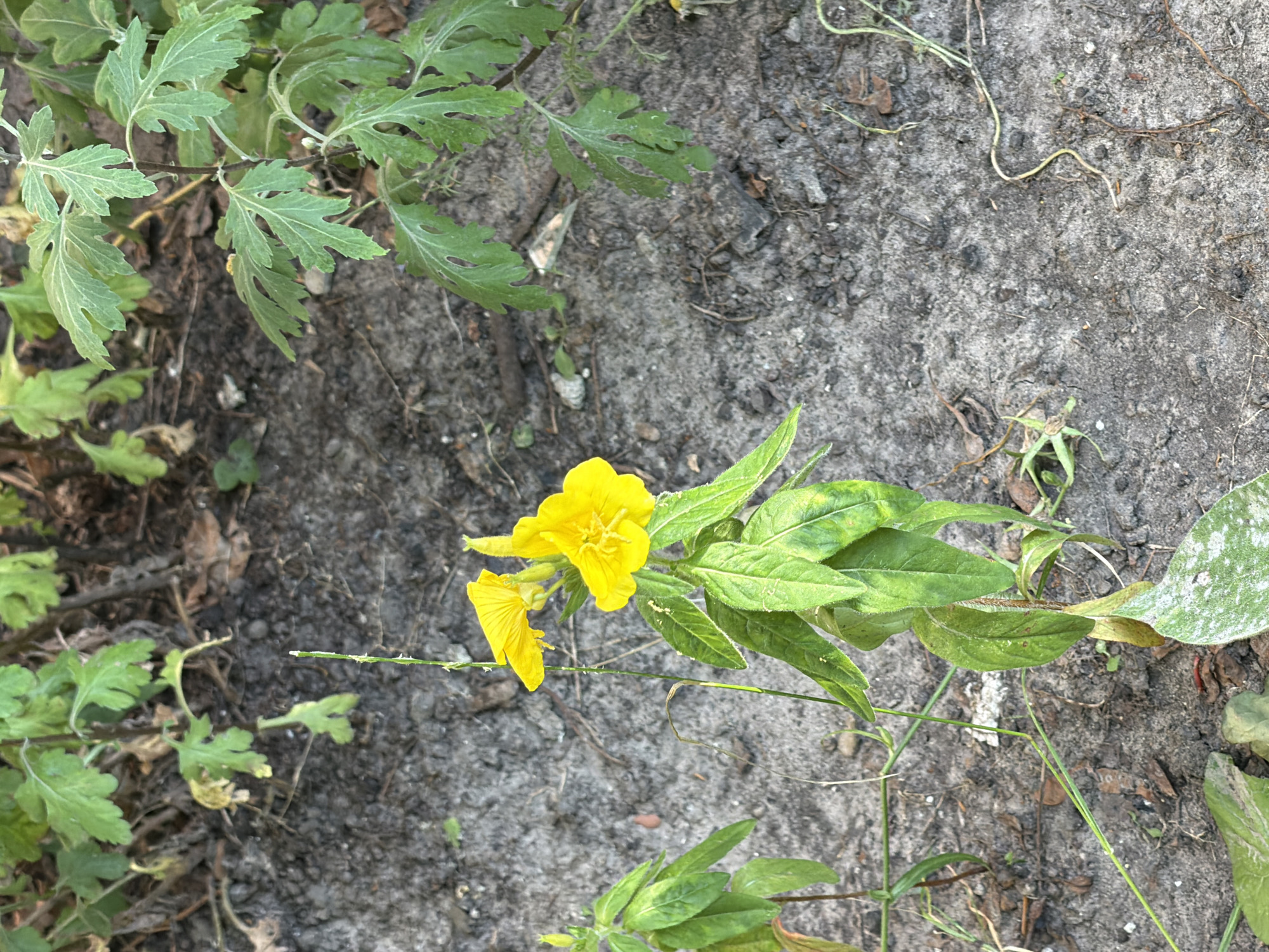 The image displays a close-up, top-down view of a small plant with vibrant yellow flowers growing in a patch of dry, sandy soil. The plant has several green, serrated leaves and a thin, wiry stem that supports two prominent yellow blossoms. One flower is fully open, revealing its delicate petals and stamen, while the other is partially open, showing a distinct petal shape. The background consists of the rough texture of the soil, interspersed with dried leaves and thin strands of grass. The lighting suggests it might be daytime, possibly overcast due to the soft shadows. There is no visible text in the image. The scene appears natural and uncultivated, suggesting it is outdoors. The context provided indicates the location is Kyiv, Ukraine.