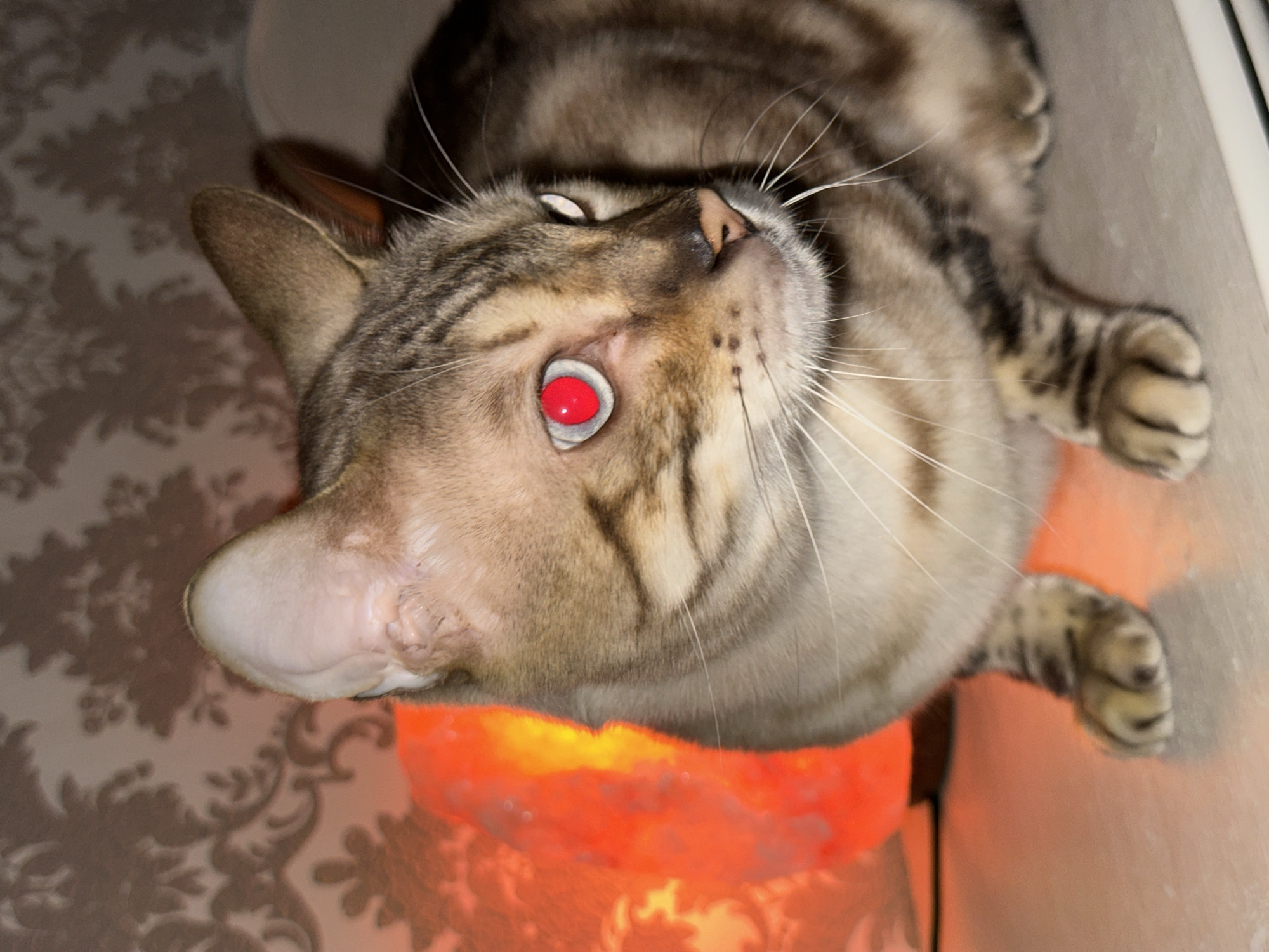 A close-up, medium shot shows a brown tabby cat with striking red eyes and white fur on its muzzle and chest. The cat is positioned on a flat surface, likely a shelf or table, with its paws visible. The background features a textured wallpaper with a floral pattern and an illuminated, orange-glowing object, possibly a salt lamp. The lighting creates a warm, ambient glow, highlighting the cat's features and casting subtle shadows. The cat's fur exhibits a pattern of dark brown stripes on a lighter brown background. One of the cat's eyes is particularly luminous due to a red reflection. The image appears to be an indoor shot, with no indication of the city of Energetik, Russia, or any specific urban environment.