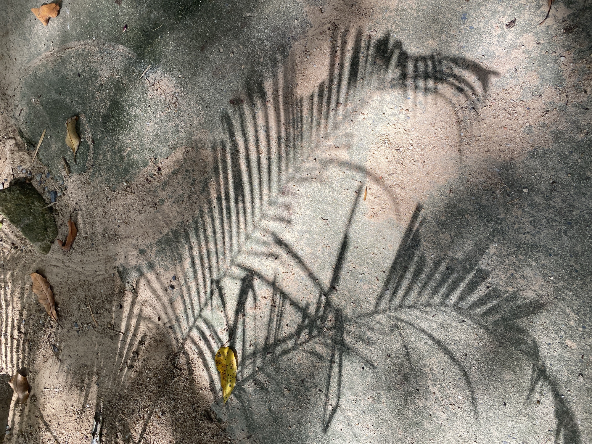 The image depicts a shadow of palm fronds cast across a gritty, sandy surface with some concrete patches. Several dry leaves are scattered on the ground, including a bright yellow leaf prominently positioned within the shadow on the left side. The scene appears to be outdoors, likely in a park or along a pathway, given the natural elements and the rough texture of the ground. The lighting suggests it is daytime, with sunlight filtering through overhead foliage to create the distinct shadow patterns. The location is identified as Koh Phangan Subdistrict, Thailand, hinting at a tropical environment. No people or animals are visible.