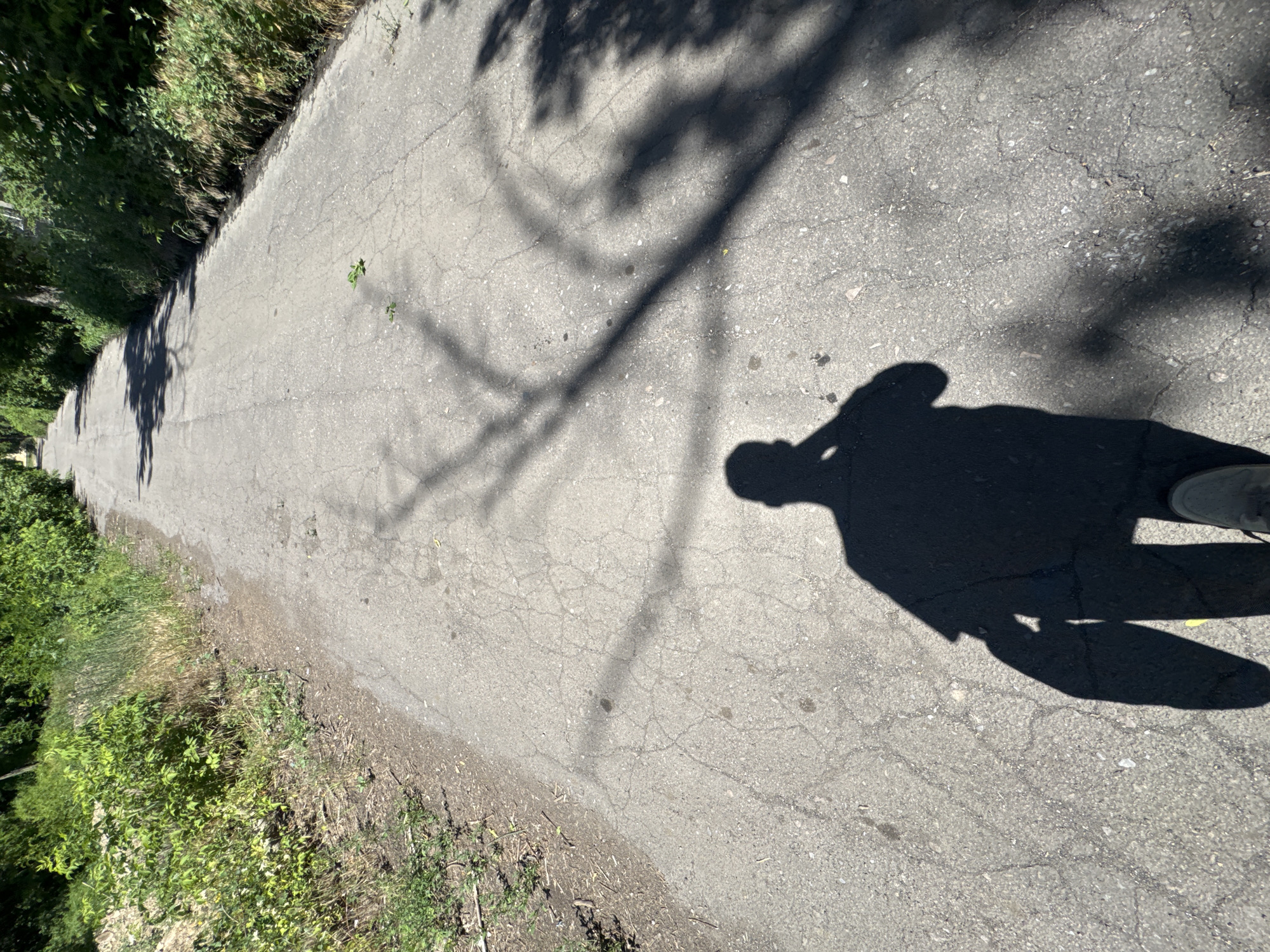 A first-person perspective shot shows a shadow of a person walking down a cracked asphalt road. The person is holding what appears to be a phone to their ear. The road is lined with dense green foliage on both sides. The sun casts dappled shadows from trees onto the road. The scene appears to be an undeveloped area or path within a city.