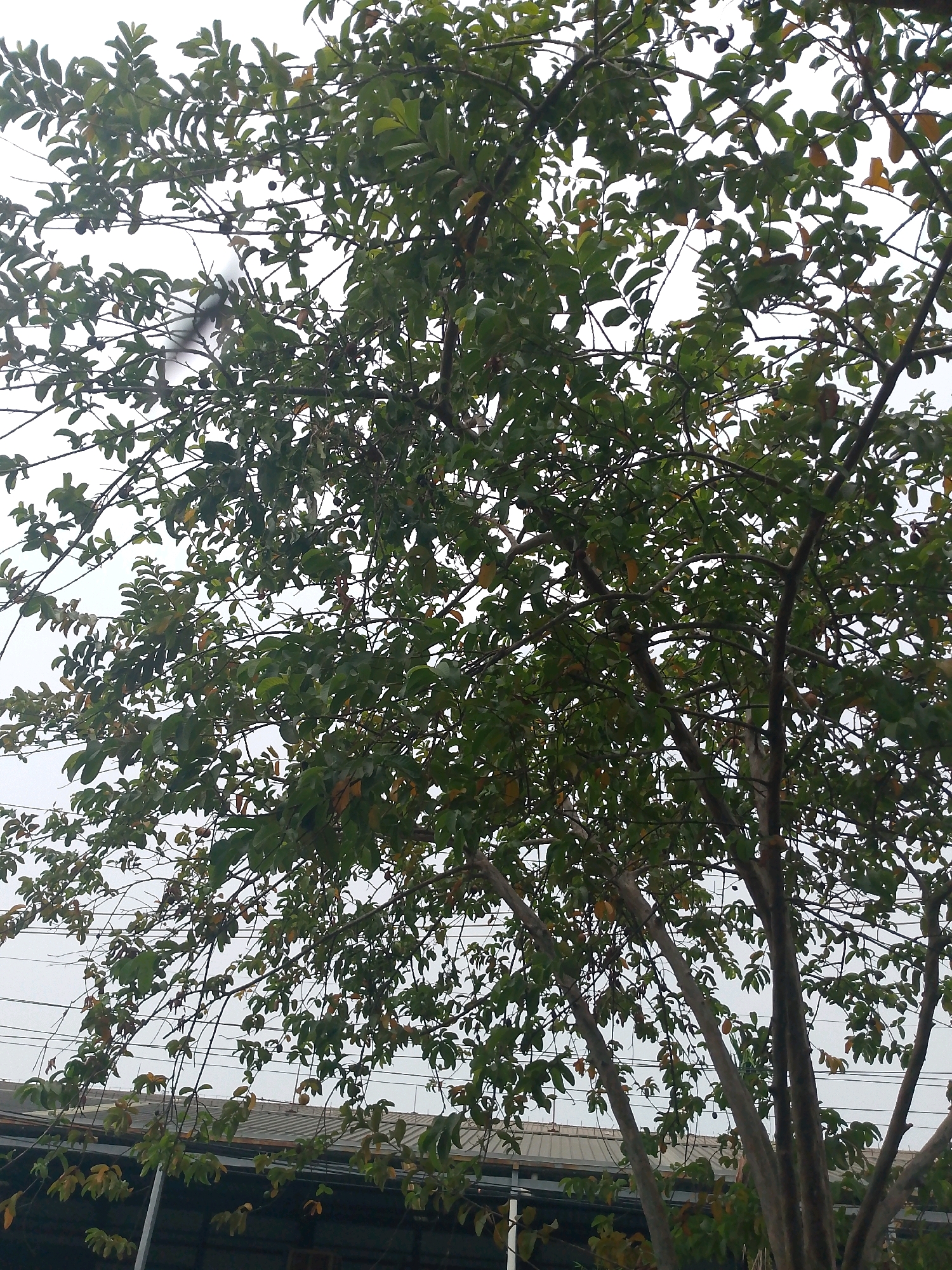 The image shows a tree with dense green foliage, some leaves appearing yellowed, against a bright, overcast sky. The tree has multiple sturdy branches. In the background, a modern building with a corrugated metal roof is visible, along with some overhead power lines. The scene appears to be outdoors in a developed area, possibly a residential or commercial zone within the city of Gunung Putri, Indonesia. There are no people or animals visible in the image.