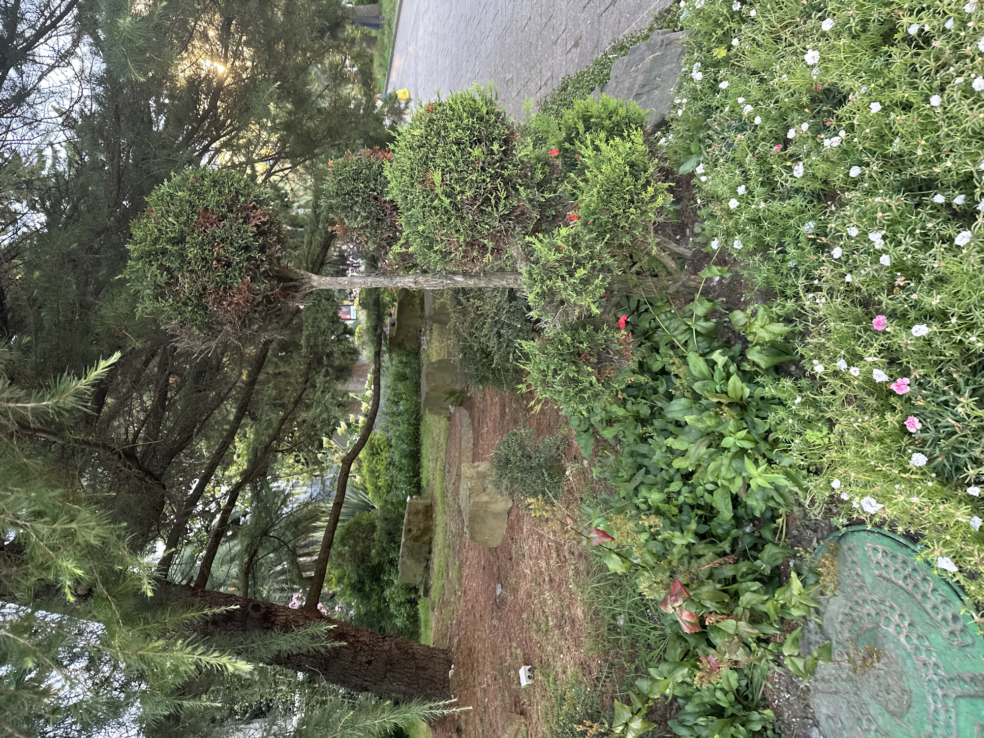 In Sochi, Russia, a well-maintained garden features a large coniferous tree with drooping branches casting shade over a reddish-brown mulched area. Several large, rectangular stone benches are scattered across the mulched ground. In the foreground, a meticulously shaped evergreen topiary stands beside a paved pathway. This topiary is adorned with small red flowers and is surrounded by lush green foliage and a carpet of small white and pink flowers. A green, circular manhole cover is visible in the lower left corner, partially obscured by vegetation. The scene appears to be an outdoor public space, likely a park or garden, given the presence of benches and paved pathways, with the characteristic vegetation of the Sochi region. The overall impression is one of tranquility and careful landscaping.