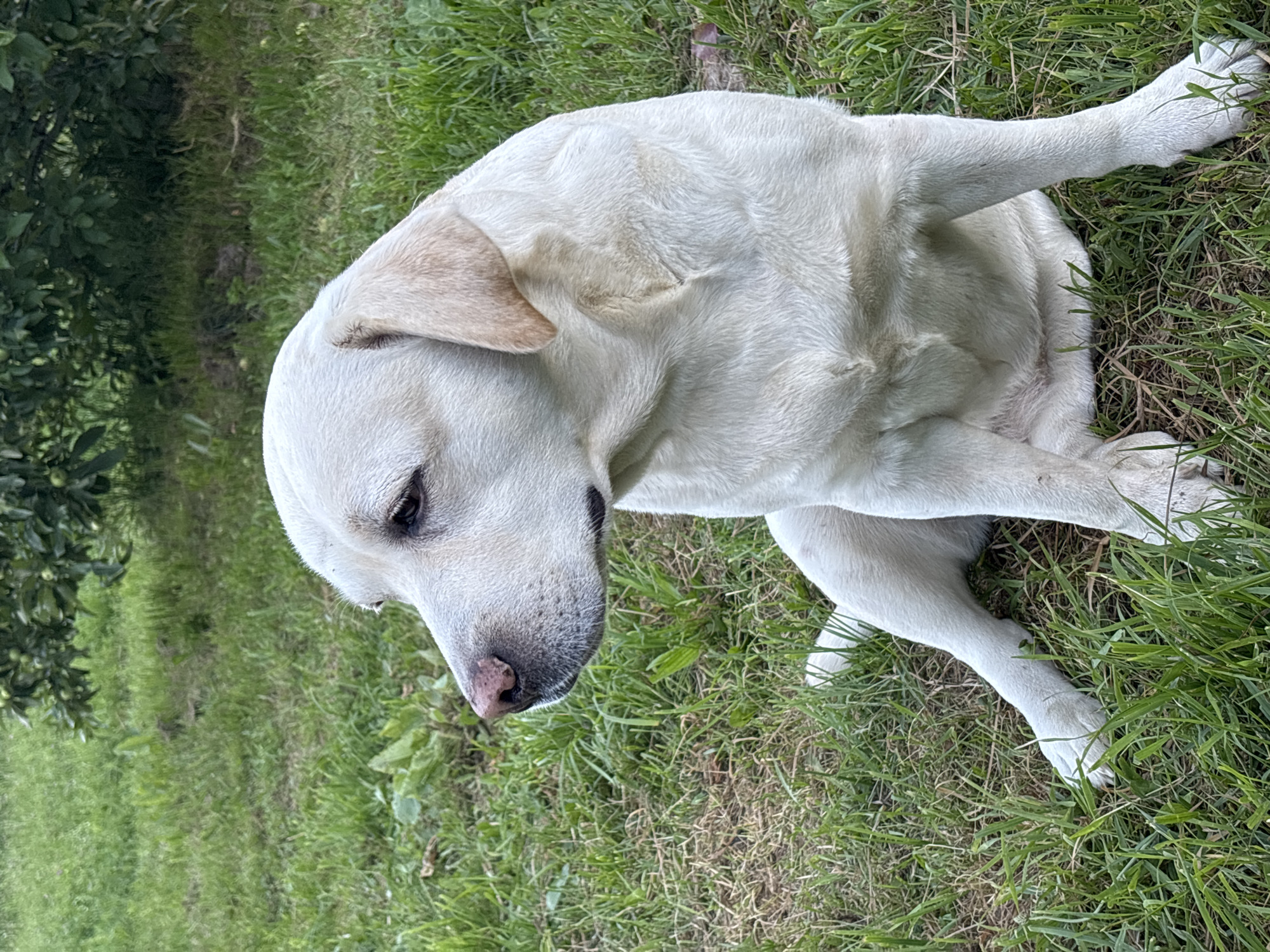 A white Labrador retriever dog sits on a patch of green grass in a grassy area, with a dense green bush forming the background. The dog is looking to its left, with its head turned slightly away from the camera. Its ears are relaxed, and its eyes are open. The dog's body is partially obscured by its legs. The lighting is natural, suggesting it is daytime. The setting appears to be outdoors, possibly a park or a backyard, located in Mazikino, Russia.