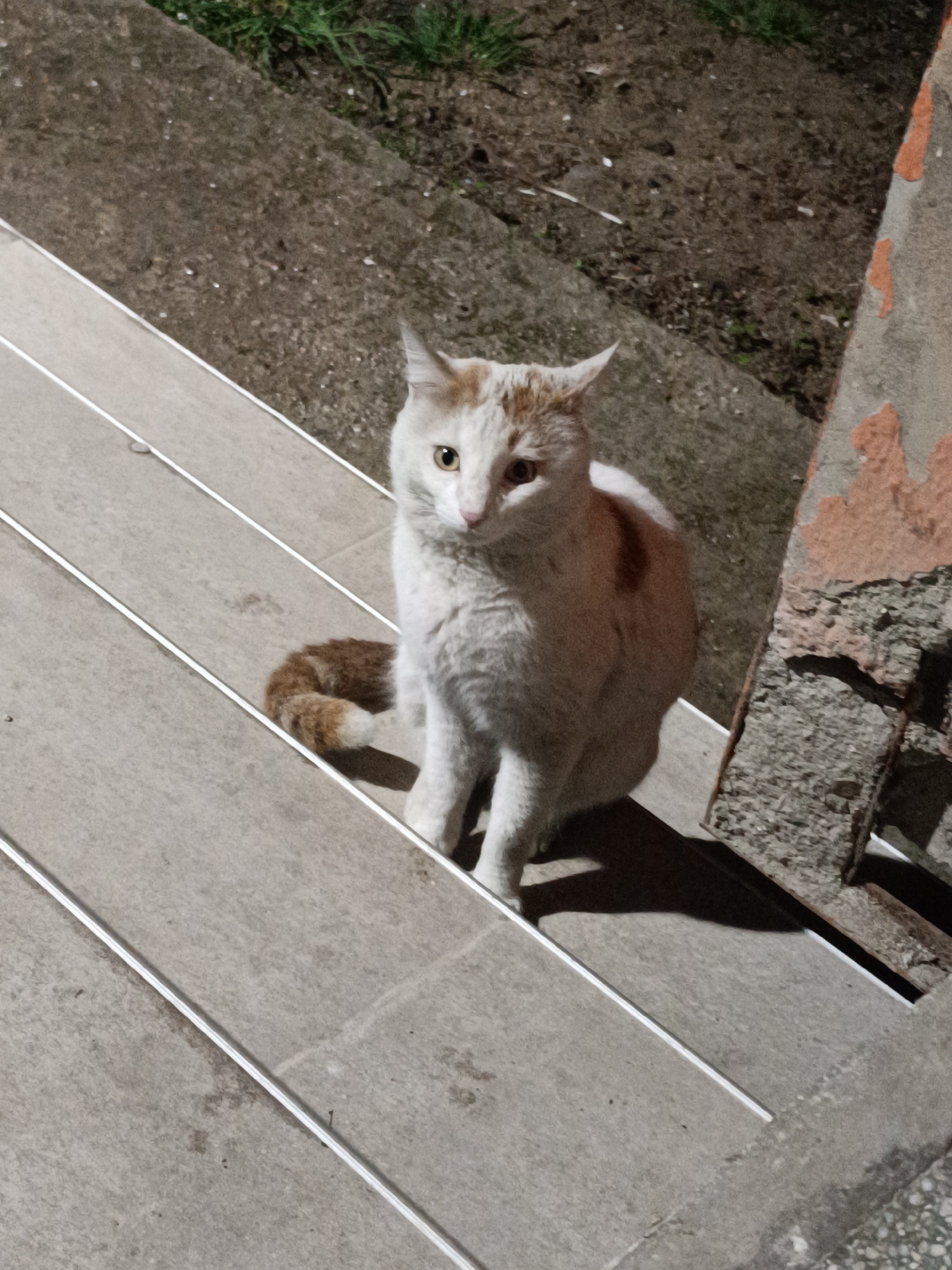 A cat with white fur and orange markings sits on a set of tiled outdoor steps. The steps are grey with white trim, and there is a concrete wall with damaged plaster to the right. Vegetation can be seen in the background. The location may be Sofia, Bulgaria.