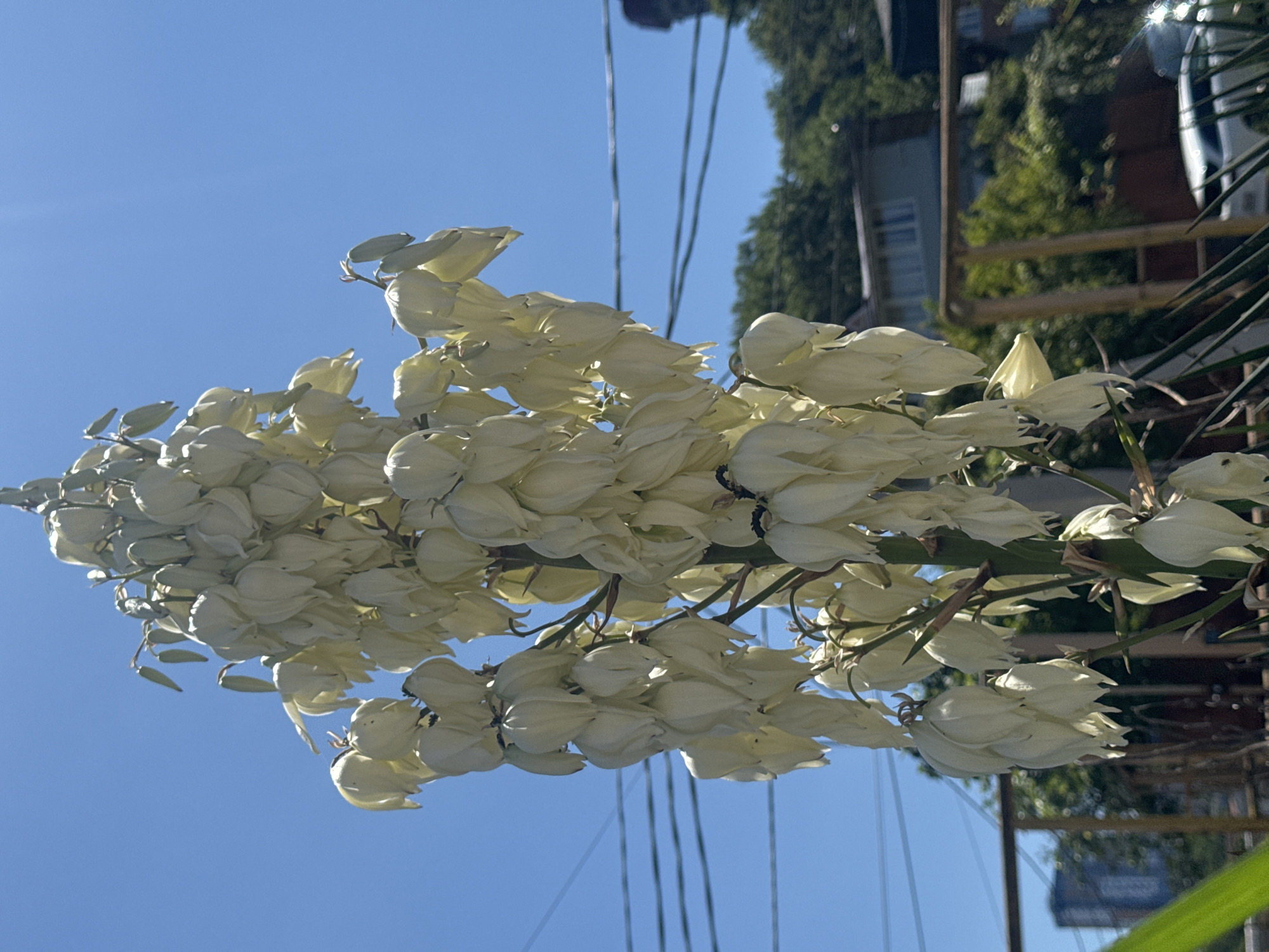 A cluster of white, bell-shaped flowers on a tall stalk is in the foreground of the image. The flowers are hanging downwards, and many are still in bud form. Behind the flowers, a clear blue sky is visible, with some power lines stretching across the upper portion of the frame. In the background, there are trees, houses, and a building that appears to be in a city. The overall impression is that of a sunny day in a suburban or semi-urban environment. Given the provided context, this scene is located in Sochi, Russia.