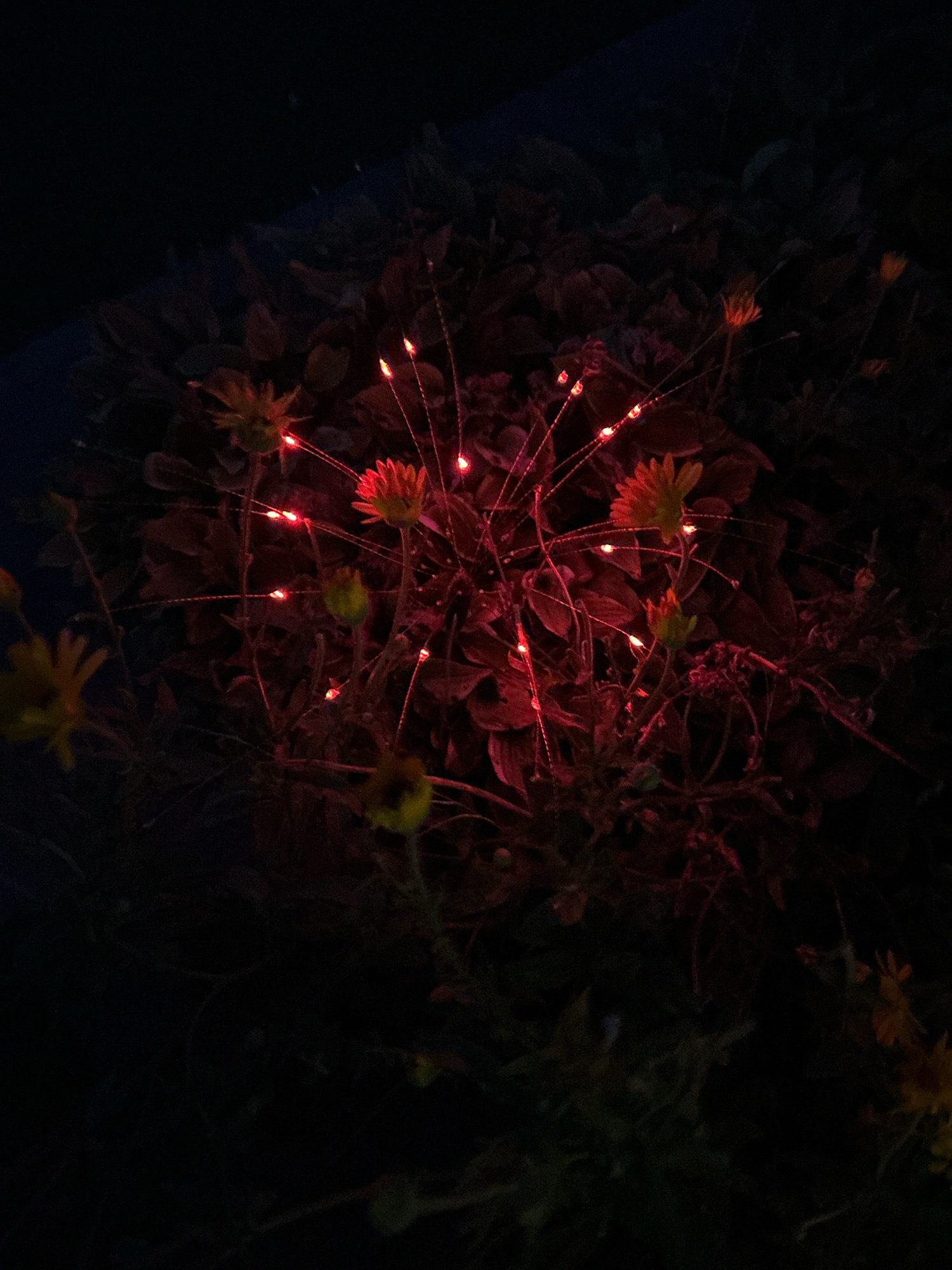 A close-up, low-angle shot captures a patch of flowers at night, illuminated by small, red LED lights strung around them. The flowers, likely in a garden or park in Pittsburgh, Pennsylvania, appear to be daisy-like with yellow petals and dark centers. They are partially obscured by dark foliage and the overall scene is dark, with the red lights creating a vibrant contrast against the deep shadows. The image focuses on the interplay of light and shadow, highlighting the texture and shape of the flowers and their surroundings.