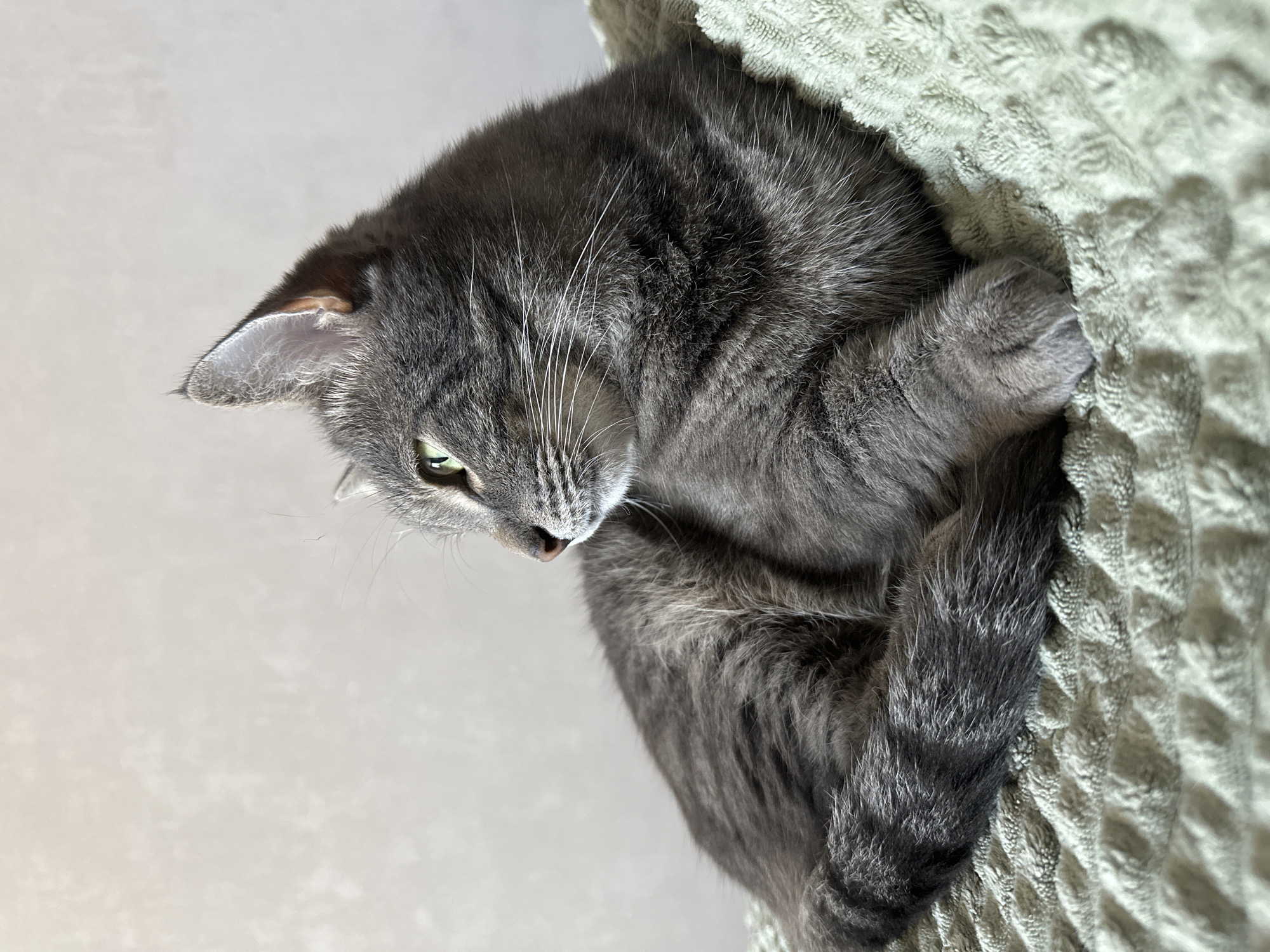A gray tabby cat with green eyes lies curled on a light green blanket with a textured pattern. The cat is positioned on the right side of the frame, with its head angled downward to the left. The background consists of a light cream or beige wall. There is no indication of Krasnoyarsk, Russia, or any other city.