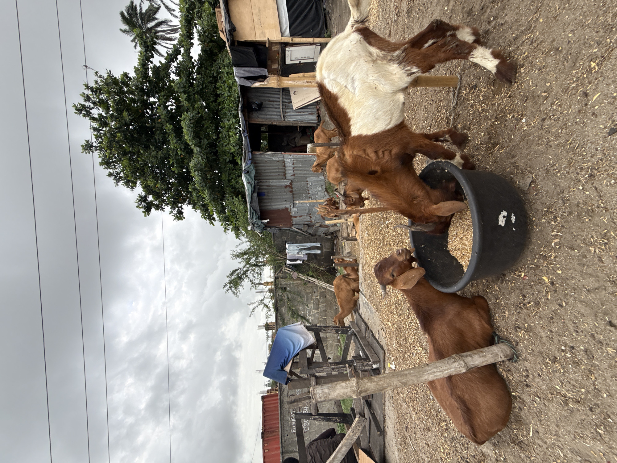 A daytime scene in Igboefon, Nigeria, depicts several goats feeding in an outdoor, informal setting under an overcast sky. In the foreground, a large brown and white goat stands near a black, tire-like feed trough, with its front hooves potentially on the trough's edge, actively eating from the light-colored grain within. A smaller, solid brown goat sits or lies directly beside the trough, also consuming the feed. The ground is composed of dry dirt and scattered organic debris or feed.
The background reveals an informal settlement featuring makeshift structures constructed from corrugated metal sheets, wood, and tarpaulins. Laundry hangs on a line near one of these dwellings. A dense green tree with broad leaves dominates the left side of the frame, with a palm tree partially visible behind it. Multiple dark power lines stretch across the upper left sky.
In the mid-ground, a red shipping container is visible on the left, displaying partially obscured text that includes "FABRICATED" and "OPO 34". Additional goats are scattered in the deeper background, near the structures. The image captures a routine moment of animal husbandry within a modest, likely rural or peri-urban environment.