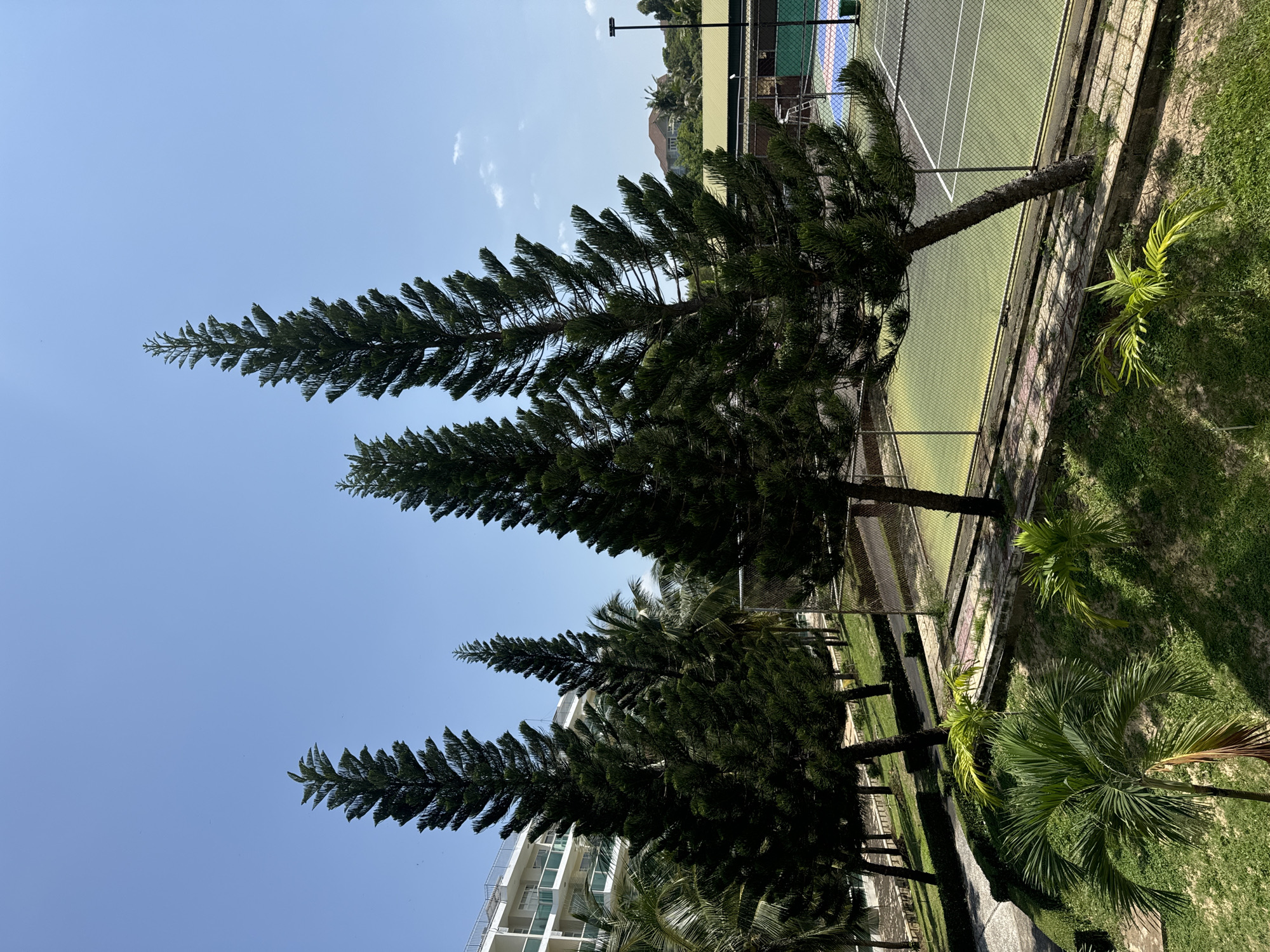 The image captures an outdoor scene on a sunny day, featuring a row of tall, slender pine trees in the foreground, casting shadows on the lush green grass and a paved walkway. In the background, a multi-story white building with balconies is visible, suggesting a resort or hotel. Adjacent to the trees, a tennis court with green surfacing and colorful lines is partially visible, enclosed by a chain-link fence. The setting appears to be a tropical or subtropical environment, with palm trees also present among the foliage. The sky is clear and blue, with a few wispy clouds. The overall atmosphere is serene and tranquil, indicative of a holiday or recreational location. It is implied that this scene is located in Phu Thuy, Vietnam, though specific identifying landmarks are not explicitly visible.