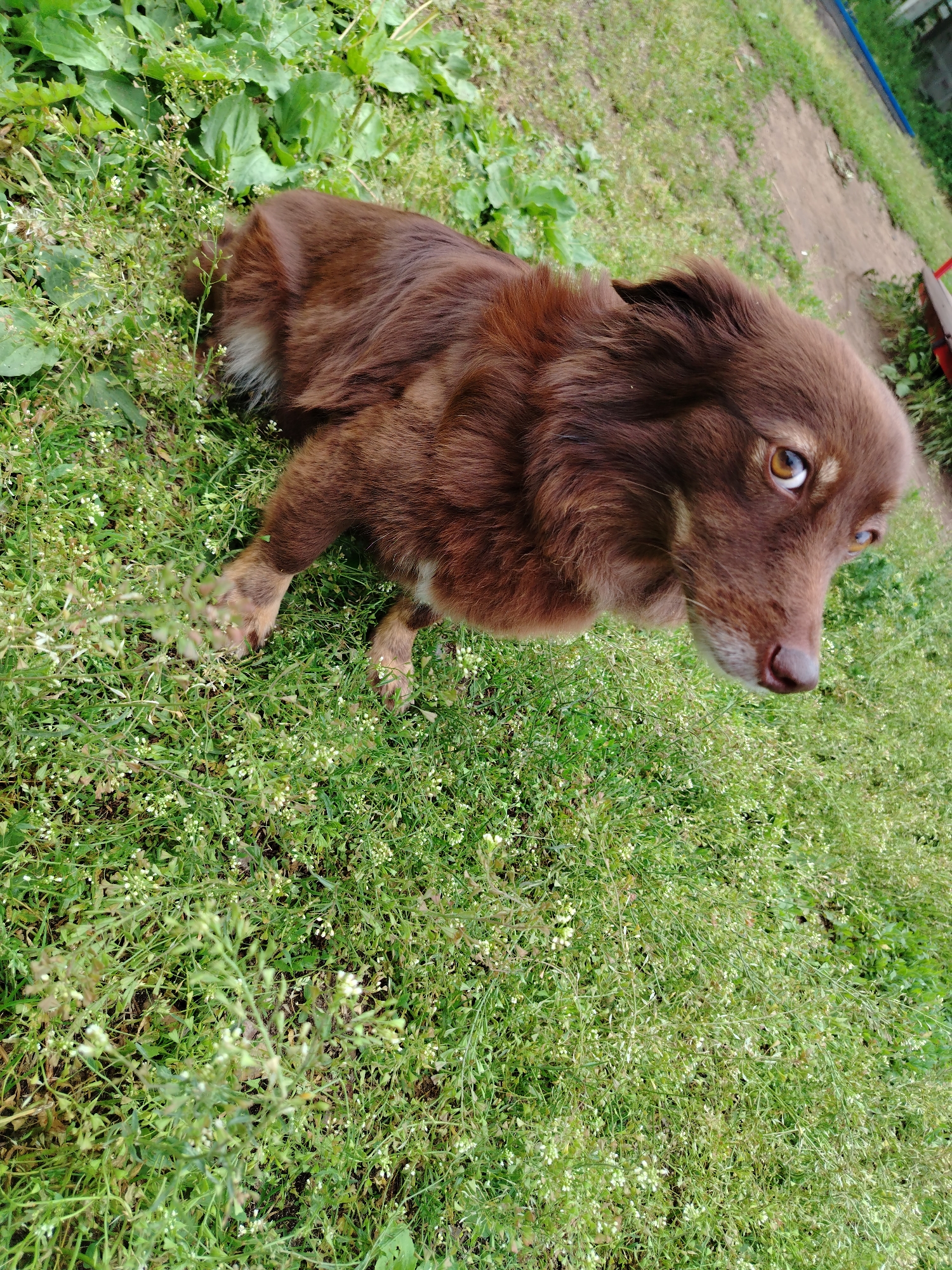 A medium-sized dog with long, dark reddish-brown fur is captured sitting or lying on a grassy patch outdoors. The dog's fur shows subtle variations in color, with hints of lighter brown and some white on its chest and hindquarters. Its large, expressive eyes are a striking amber-brown, fixed directly on the viewer with an attentive and gentle gaze. The dog's dark brown nose and slightly tilted head contribute to its curious expression. Its front paws are visible, blending with the surrounding foliage.
The setting is a vibrant green expanse of unmanicured grass, densely populated with numerous small, low-growing plants. Many of these plants bear tiny white flowers or seed pods, resembling common weeds such as shepherd's purse. Broader-leaved plants, possibly plantain, are also intermingled within the green ground cover. In the upper right background, a dirt path or bare earth is visible, suggesting an informal outdoor environment like a yard or field. The image is taken in natural daylight, indicating daytime conditions, with soft, even lighting that avoids harsh shadows, possibly due to an overcast sky. There is no visible text in the image.