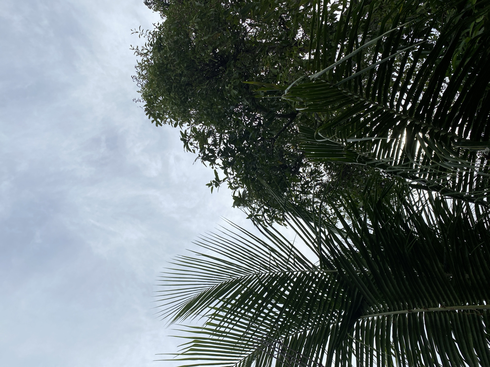 The image depicts a low-angle view of palm fronds and lush green foliage against an overcast sky. The palm fronds are dark green and extend from the bottom left corner towards the center and right of the frame. Behind the palm fronds, a dense canopy of green leaves from other trees is visible. The sky is a pale, diffused grey with subtle wisps of clouds. The scene appears to be set in a tropical environment. Given the presence of palm trees and lush vegetation, this scene could be found in many parts of Banda Aceh, Indonesia, which is known for its tropical climate and abundant greenery. No people or specific man-made structures are visible in the image.