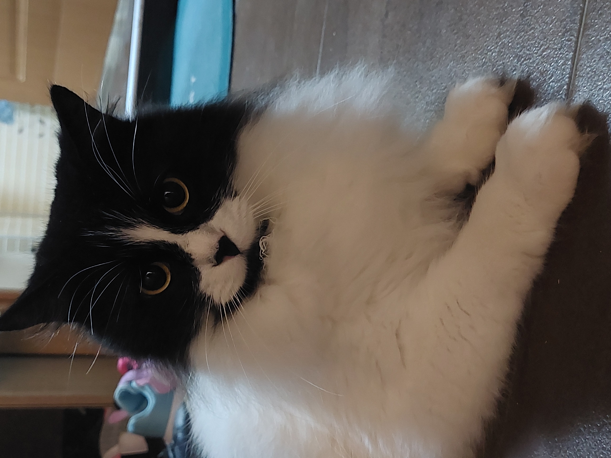 A domestic cat with striking black and white fur, commonly known as a tuxedo cat, is the central subject of this close-up, indoor photograph taken in Plovdiv, Bulgaria. The cat is captured in a relaxed pose, lying on its back with its paws gently curled upwards, looking directly at the camera. Its head is turned towards the viewer, featuring a distinct white blaze on its black face, a white chin, and prominent white whiskers. The cat's eyes are a vivid yellow or golden hue, wide open and seemingly curious. A subtle metallic collar with a small charm or bell is visible around its neck.
The cat's body is predominantly white, showcasing its fluffy fur, with black fur visible on its ears and parts of its back. It is resting on a dark gray or brown tiled floor, which provides a neutral background. In the upper left portion of the image, blurry hints of a light-colored surface, possibly furniture, and a vertical strip of light blue suggest other elements of the indoor environment. The lighting is soft and even, highlighting the cat's features without harsh shadows. No human subjects or visible text are present in the image.