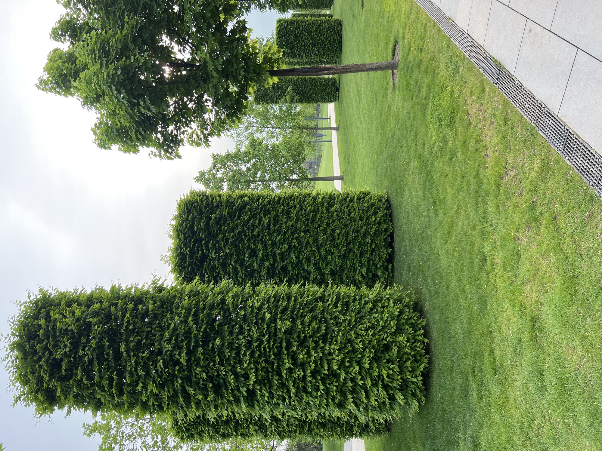 The image depicts a landscape in Krasnodar, Russia, featuring a row of topiary shrubs. These shrubs are sculpted into rectangular and rounded shapes, standing in neat rows. Interspersed among them are trees with rounded, natural canopies. The ground is covered in manicured green grass. A drainage grate runs alongside a paved walkway. The sky is overcast.