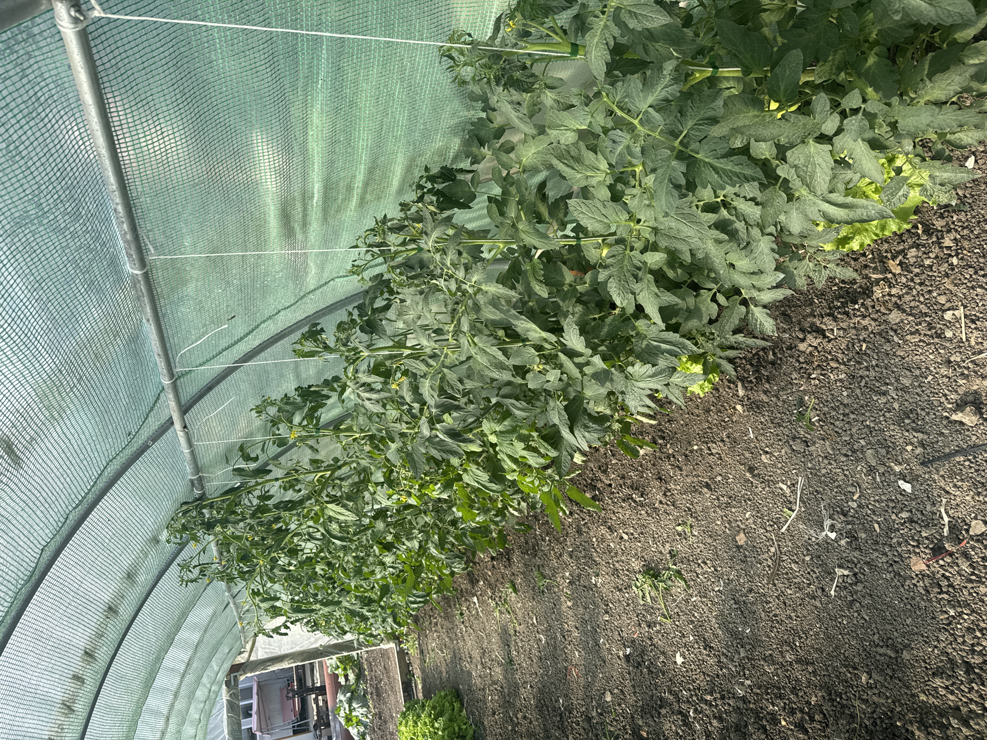 The image shows the interior of a greenhouse located in Sarnevo, Bulgaria. Rows of tomato plants, supported by white strings hanging from the greenhouse frame, are growing inside. There is also some lettuce growing beneath the tomato plants. The soil appears dark and loamy. The greenhouse structure is made of metal poles covered with a green mesh material. A glimpse of a building is visible outside the greenhouse.
