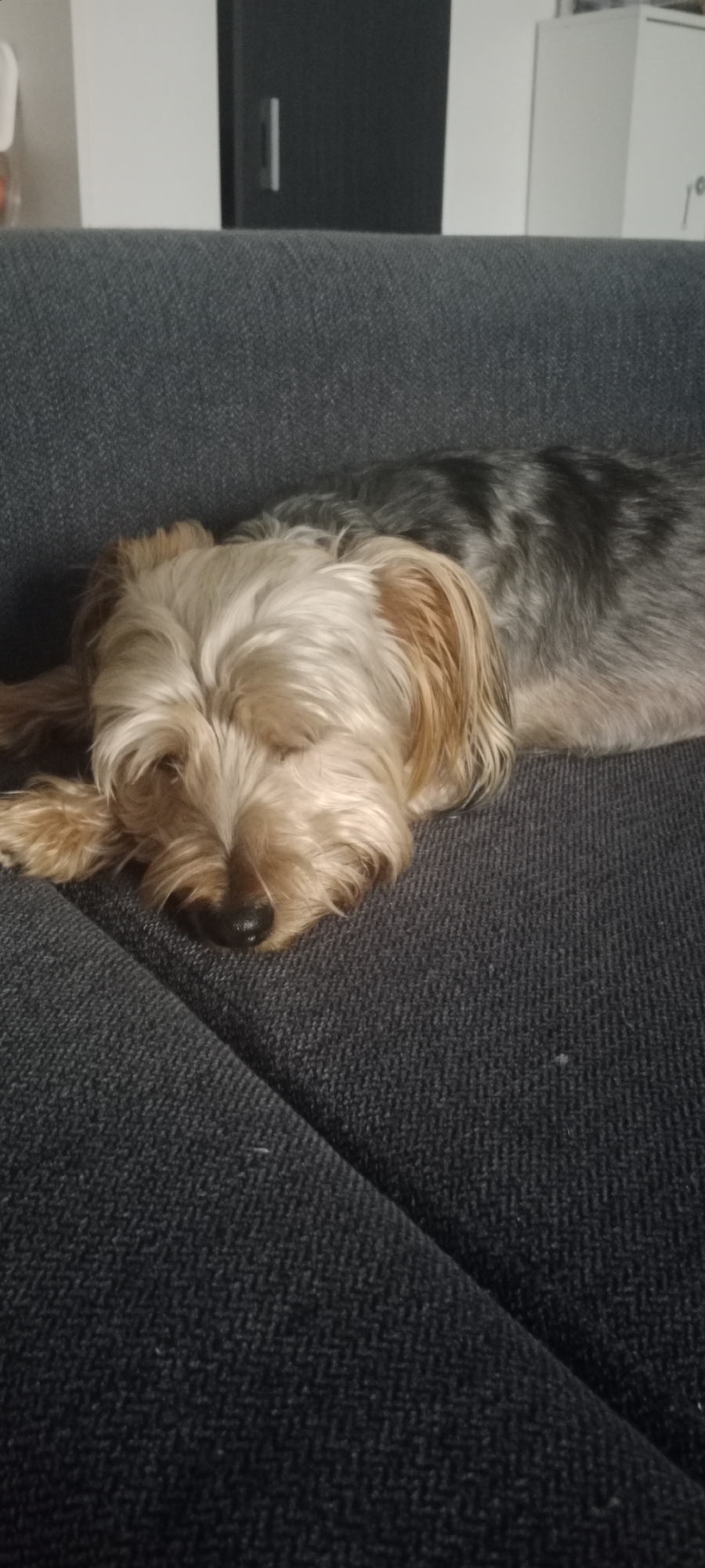 A Yorkshire Terrier is sleeping on a dark grey sofa in an indoor environment. The dog is lying on its side with its head resting on its paws. Its eyes are closed and its fur is a mix of blonde, tan, and grey. The sofa has a textured fabric. In the background, a sliver of a white wall and a dark cupboard with a vertical handle are visible. This scene is consistent with a domestic setting in the city of Galapagar, Spain.