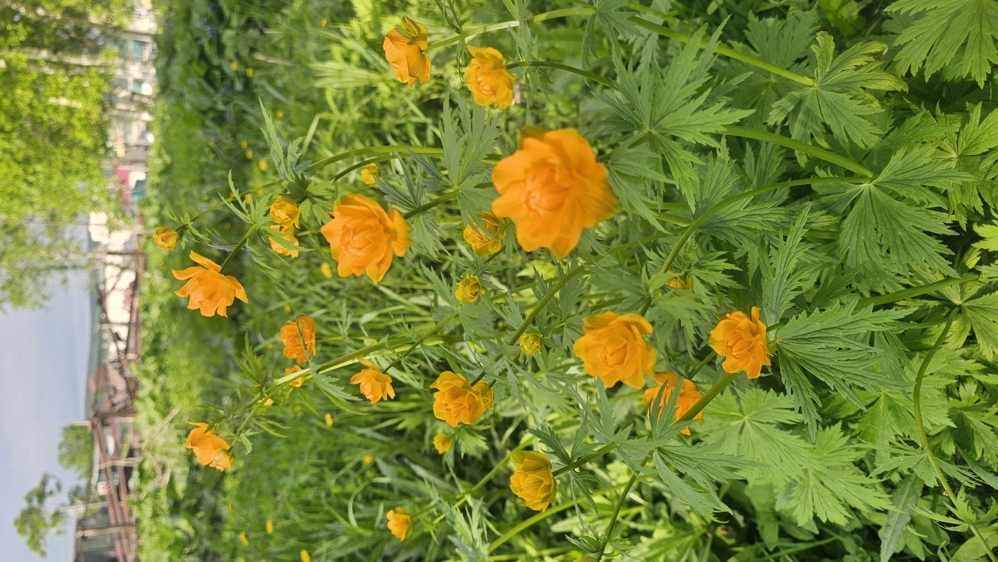 A cluster of bright orange globe flowers blooms vibrantly in a verdant field, set against a backdrop of soft green foliage and distant birch trees. The flowers, with their ruffled petals and cup-like structure, are the primary focus, their cheerful color contrasting with the lush greenery. In the background, blurred structures and trees suggest an urban fringe or a semi-rural setting. The lighting indicates a sunny day, with natural light illuminating the scene.