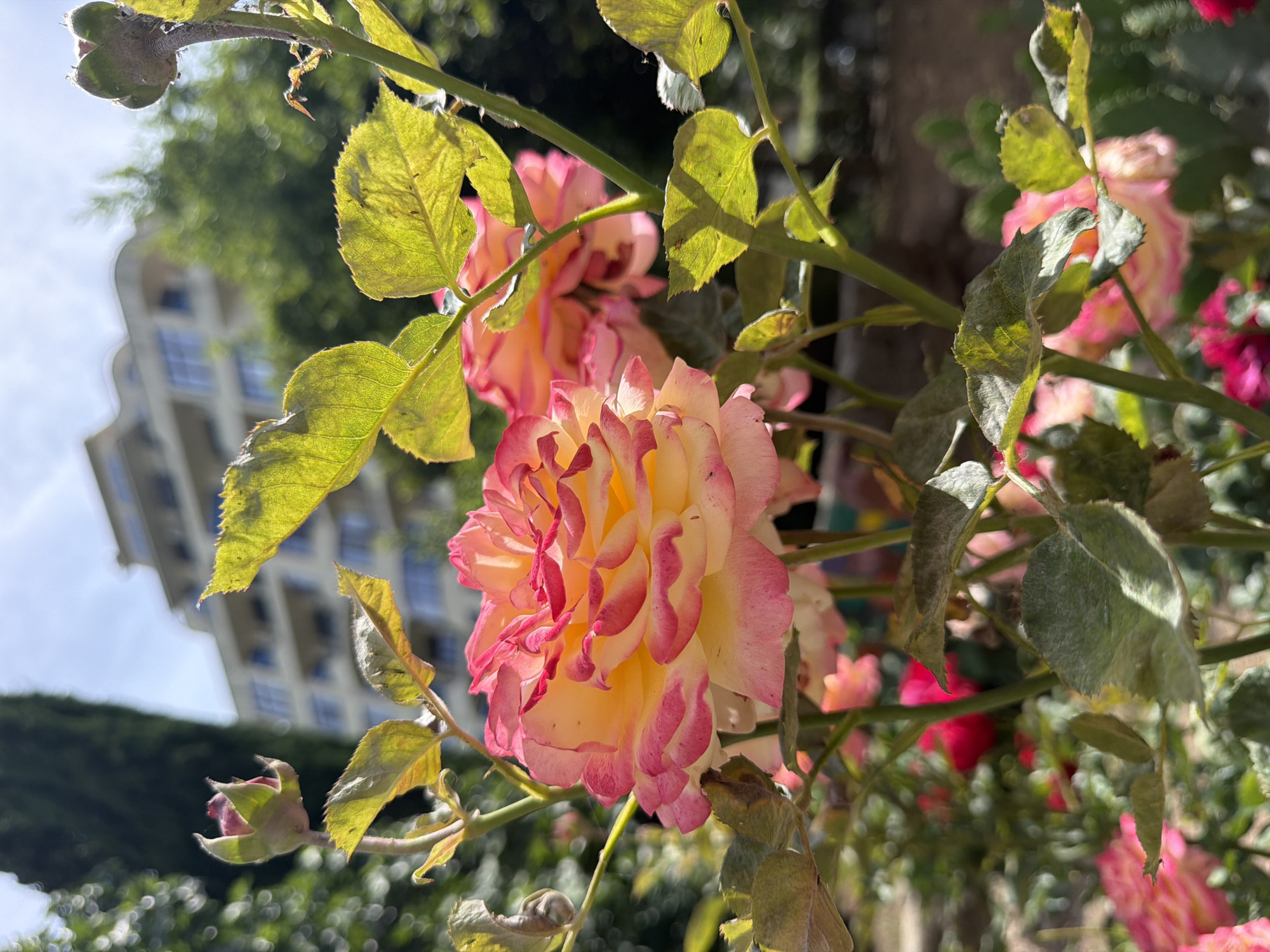 In Partenit, Ukraine, a close-up shot captures a blooming rose with delicate pink and yellow petals, its vibrant colors standing out against a softly blurred background. The rose bush, adorned with green leaves, is positioned in the foreground, with a tall evergreen tree and a modern building visible in the distance. The architectural style of the building, with its rounded balconies and multiple levels, suggests a contemporary residential structure. The scene is bathed in natural daylight, with the sun illuminating the rose petals and casting shadows on the leaves, creating a play of light and shade. The overall ambiance is tranquil, highlighting the beauty of nature within an urban setting.