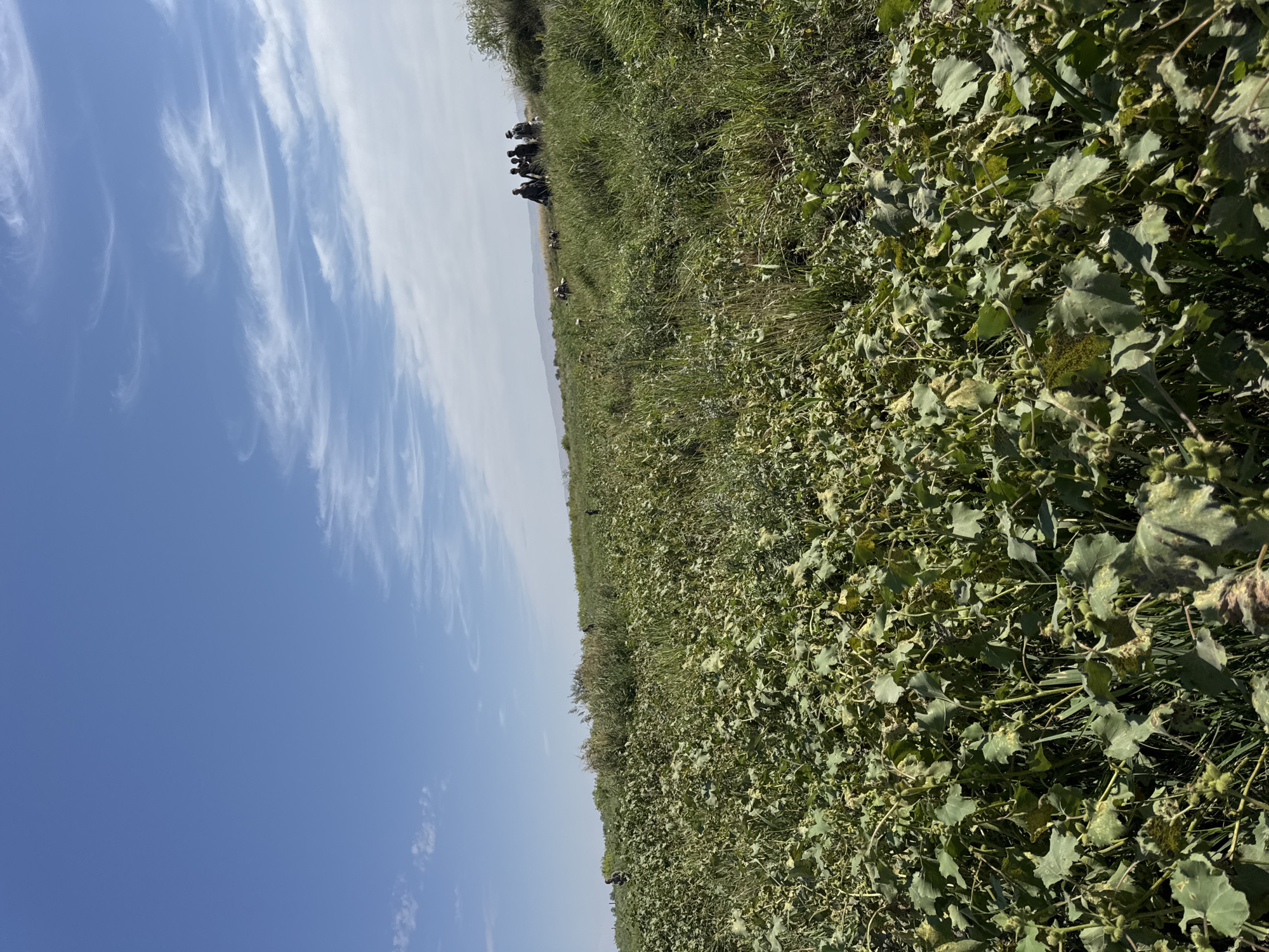 The image depicts a field of green vegetation under a bright blue sky with wispy white clouds. In the foreground, the vegetation consists of broad leaves and some prickly seed pods. In the background, several individuals are visible scattered across the field. A group of approximately six people is clustered together in the mid-ground, with others appearing further in the distance. The terrain appears to be slightly hilly, with a treeline and distant hills forming the horizon. The overall impression is of an outdoor agricultural or natural landscape scene.