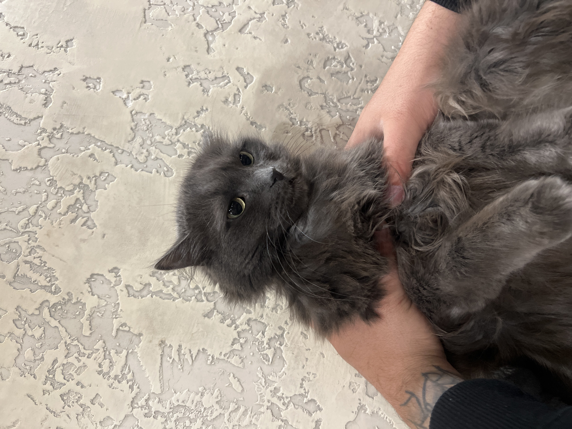 A grey, fluffy cat is being held upside down in a person's hands. The cat's eyes are visible and appear to be focused on the camera. The background is a wall with a textured surface. The person holding the cat has a tattoo visible on their arm. The location is unknown and cannot be inferred from the image. The city of Bozhurishte, Bulgaria is not visible in the image.