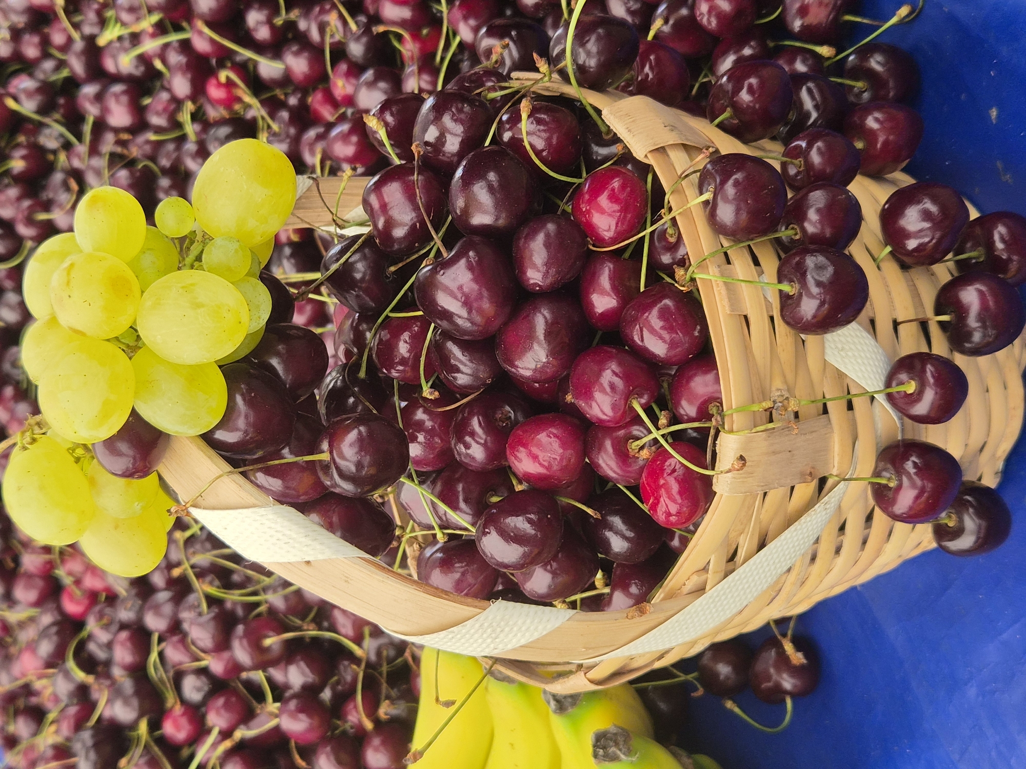 A close-up, eye-level, outdoor shot captures a woven basket overflowing with dark red cherries, piled high and spilling out onto a blue surface. The basket is partially visible, made of light-colored woven material with a white ribbon accenting its edge. Some cherries hang from stems over the side of the basket. Behind the basket, a large mound of similar cherries serves as a backdrop. To the left of the basket, a bunch of bright yellow bananas is visible. A cluster of pale green grapes rests on top of some of the cherries within the basket. The lighting suggests it is daytime. The scene is set on a table or stall, likely a market, given the abundance of fresh produce.