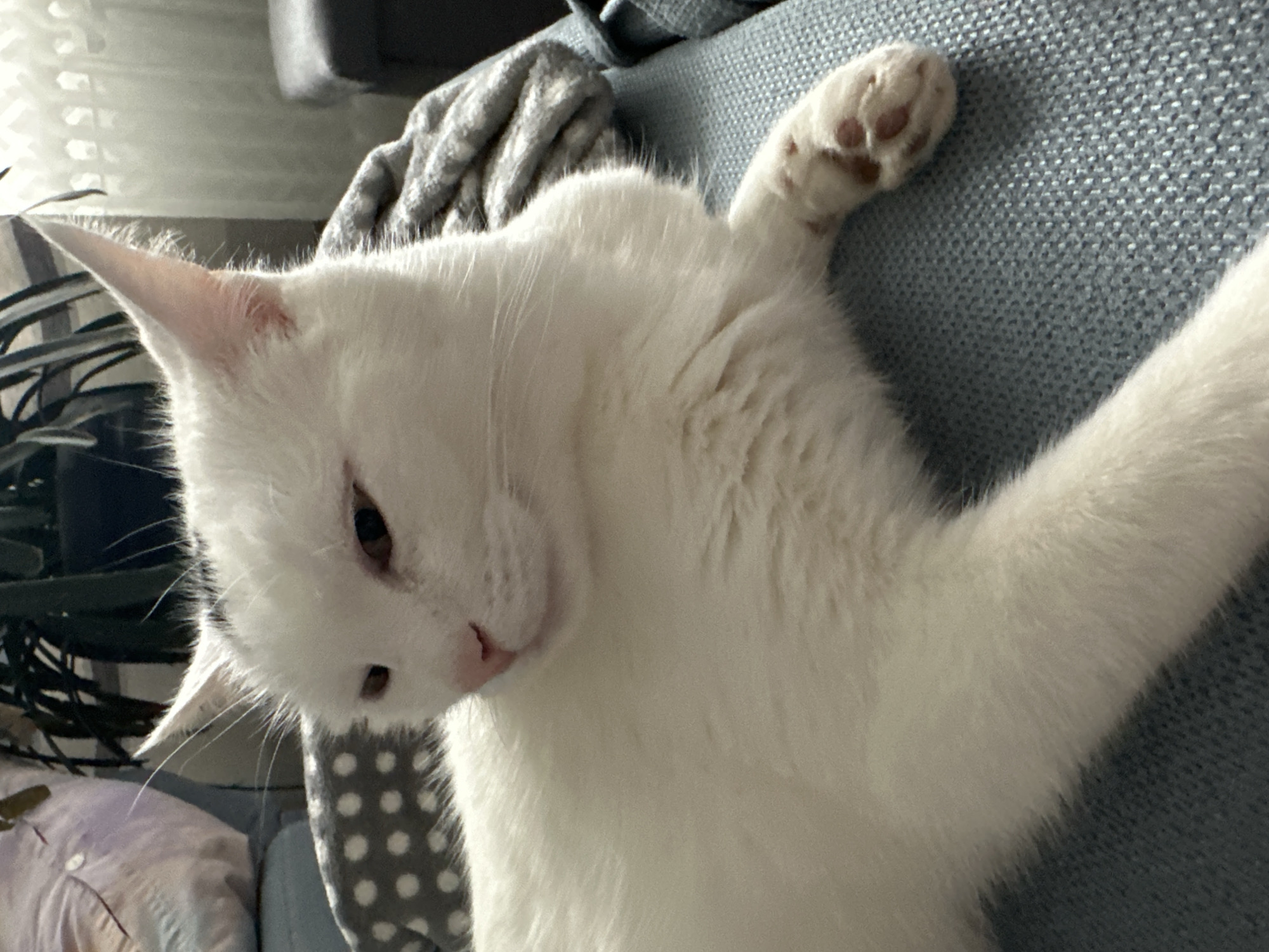 A white cat with dark markings on its head is lying on a blue upholstered surface, likely a sofa or chair. The cat is facing left, with its head slightly turned towards the viewer. Its eyes are partially closed, and its mouth is closed. One of its front paws is resting on the surface, revealing pink paw pads. Behind the cat, a grey blanket with white polka dots is visible, as well as a larger grey blanket folded and draped over the surface. In the background, a potted plant with dark green leaves is present, and a window with sheer curtains is visible. The overall lighting suggests an indoor environment. The image was taken at Bad Endorf, Germany.