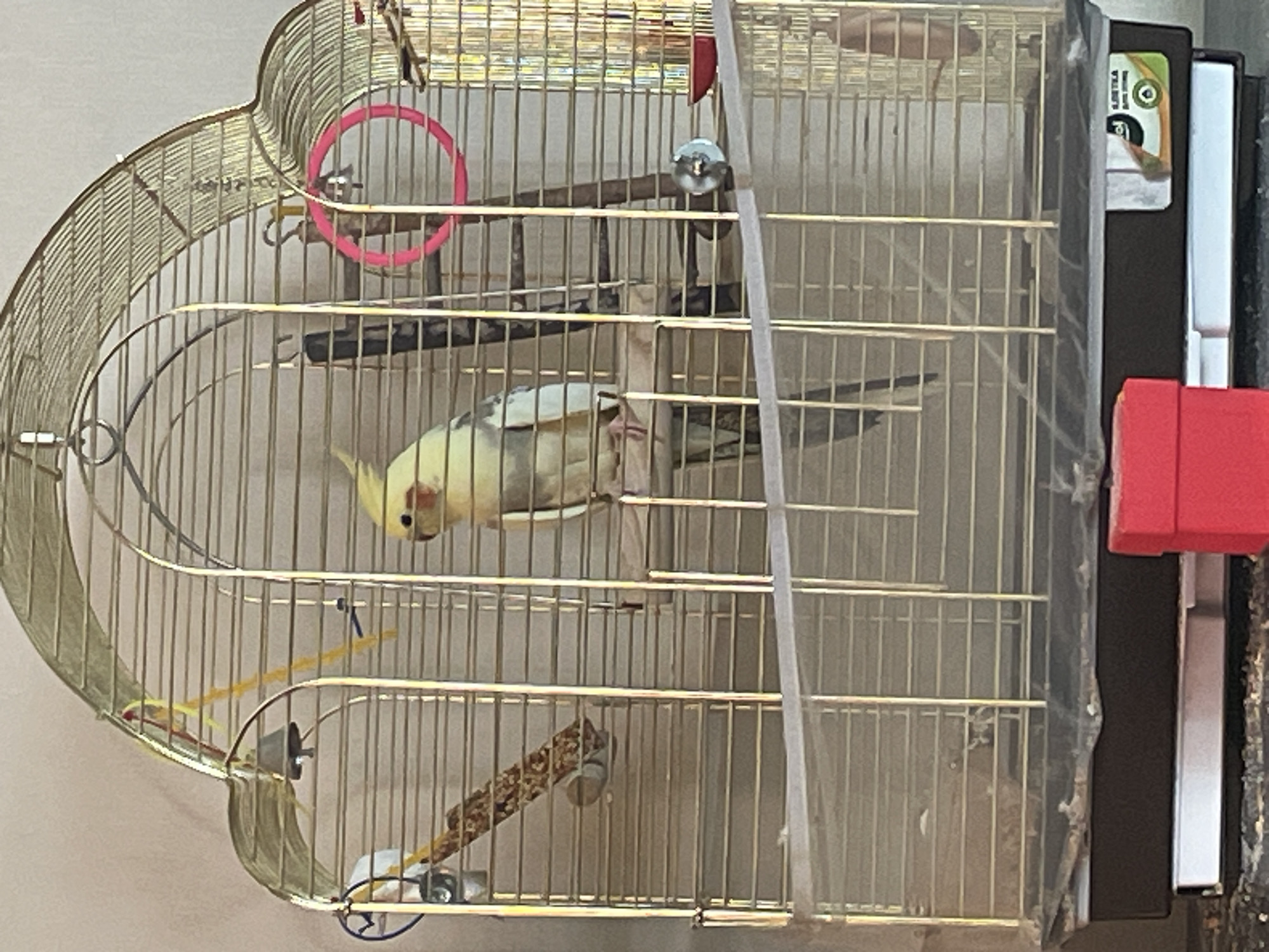 A cockatiel is perched on a wooden dowel inside a gold-colored birdcage. The bird is primarily yellow with white and gray markings on its wings and tail. The cage is equipped with various toys and accessories, including a bell, a pink ring, and a food or water dish. The cage is situated on a dark-colored base, which is resting on a white tray. A red box is visible to the lower left of the cage. The background appears to be a light-colored wall. The image does not provide any information about the location in the city of Yelets, Russia, or any contextual details beyond what is depicted within the frame.